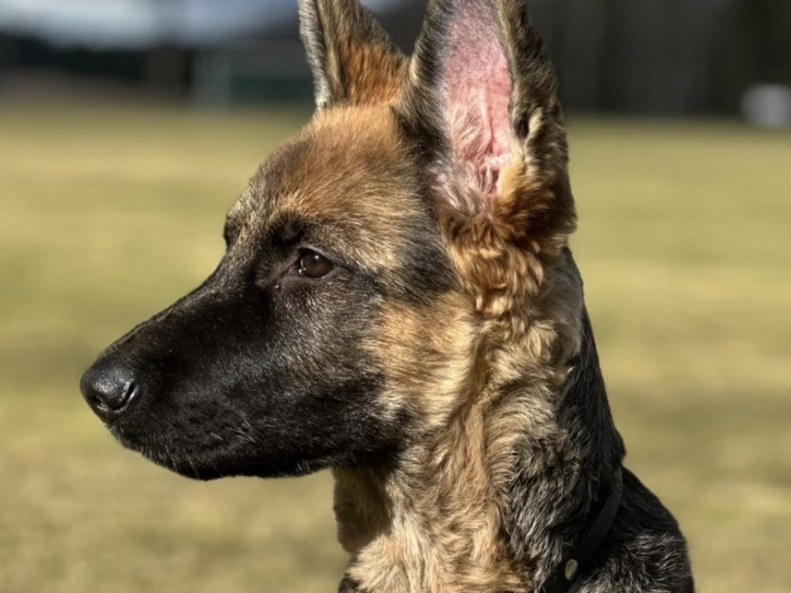 Schäferhund