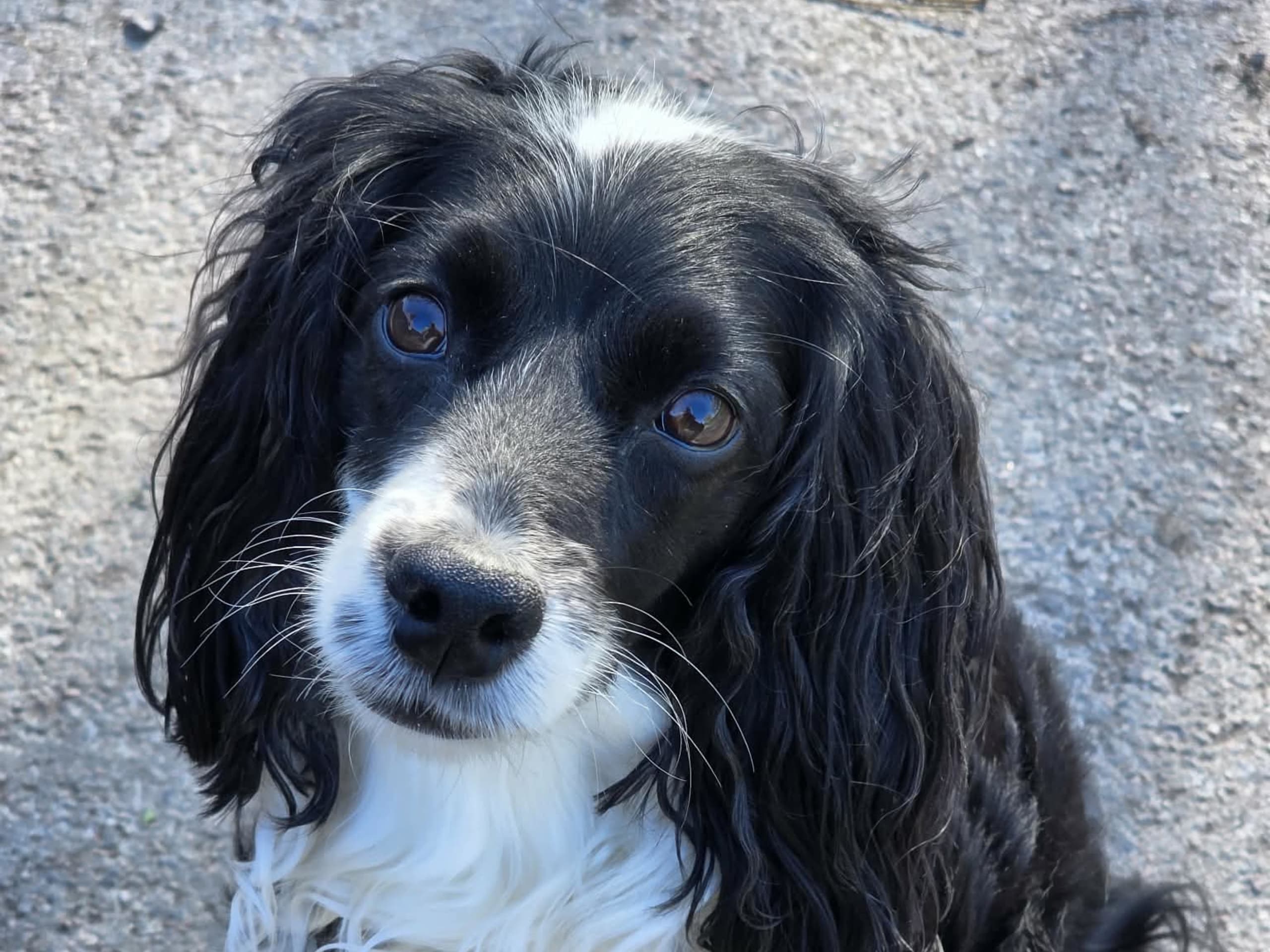 Cockerpoo