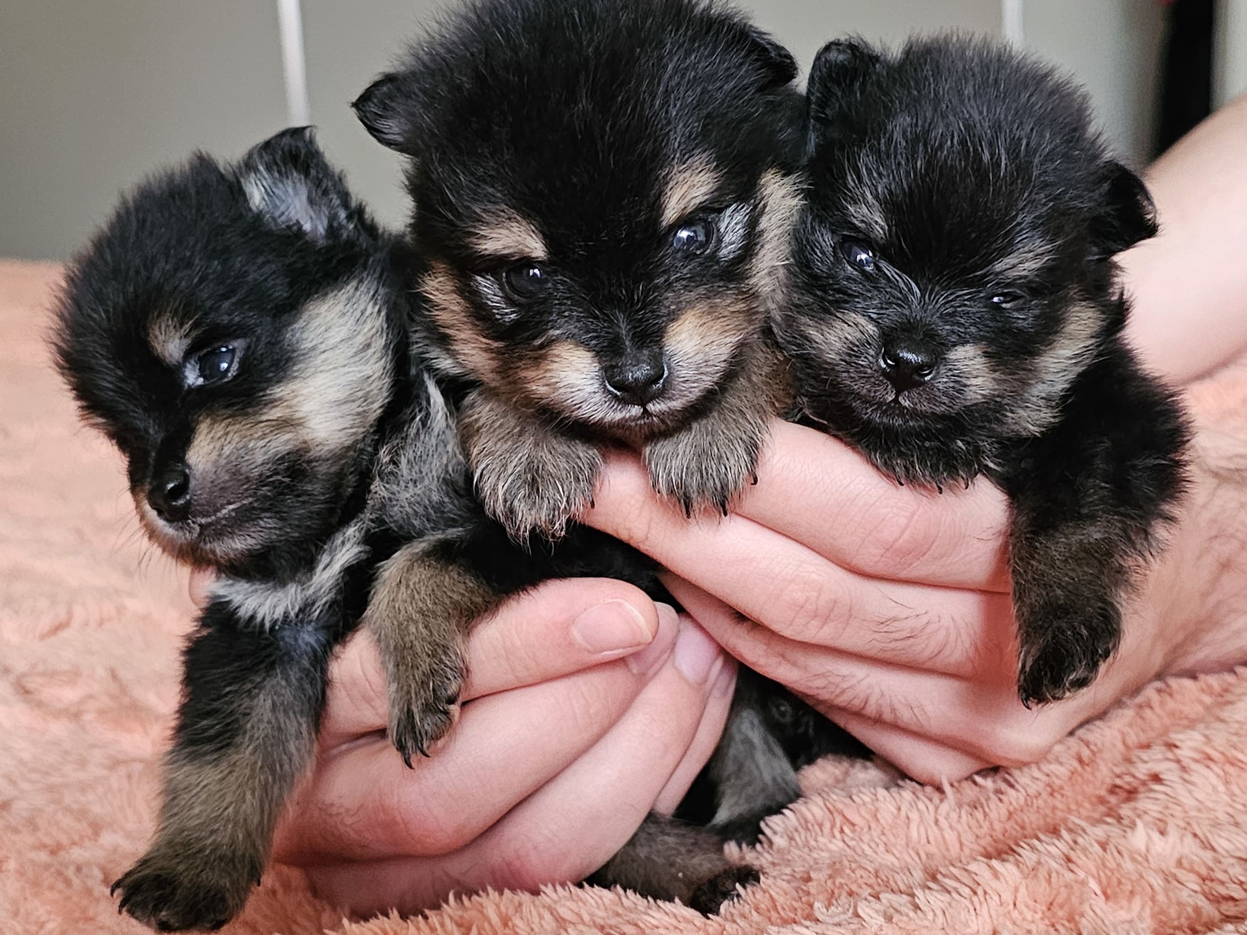Pomeranian · Enköping · Pomsik Rakaaig