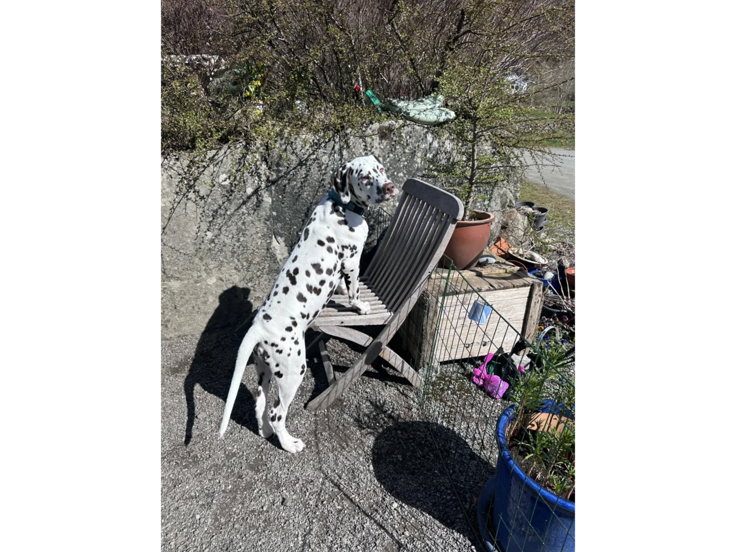 Dalmatiner