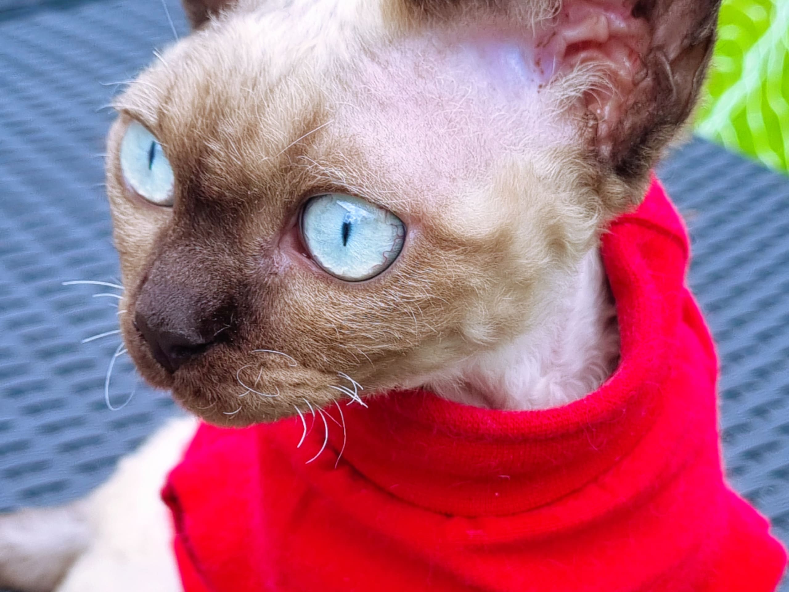 Devon Rex · Hell · No*Onyx Blue Diamond