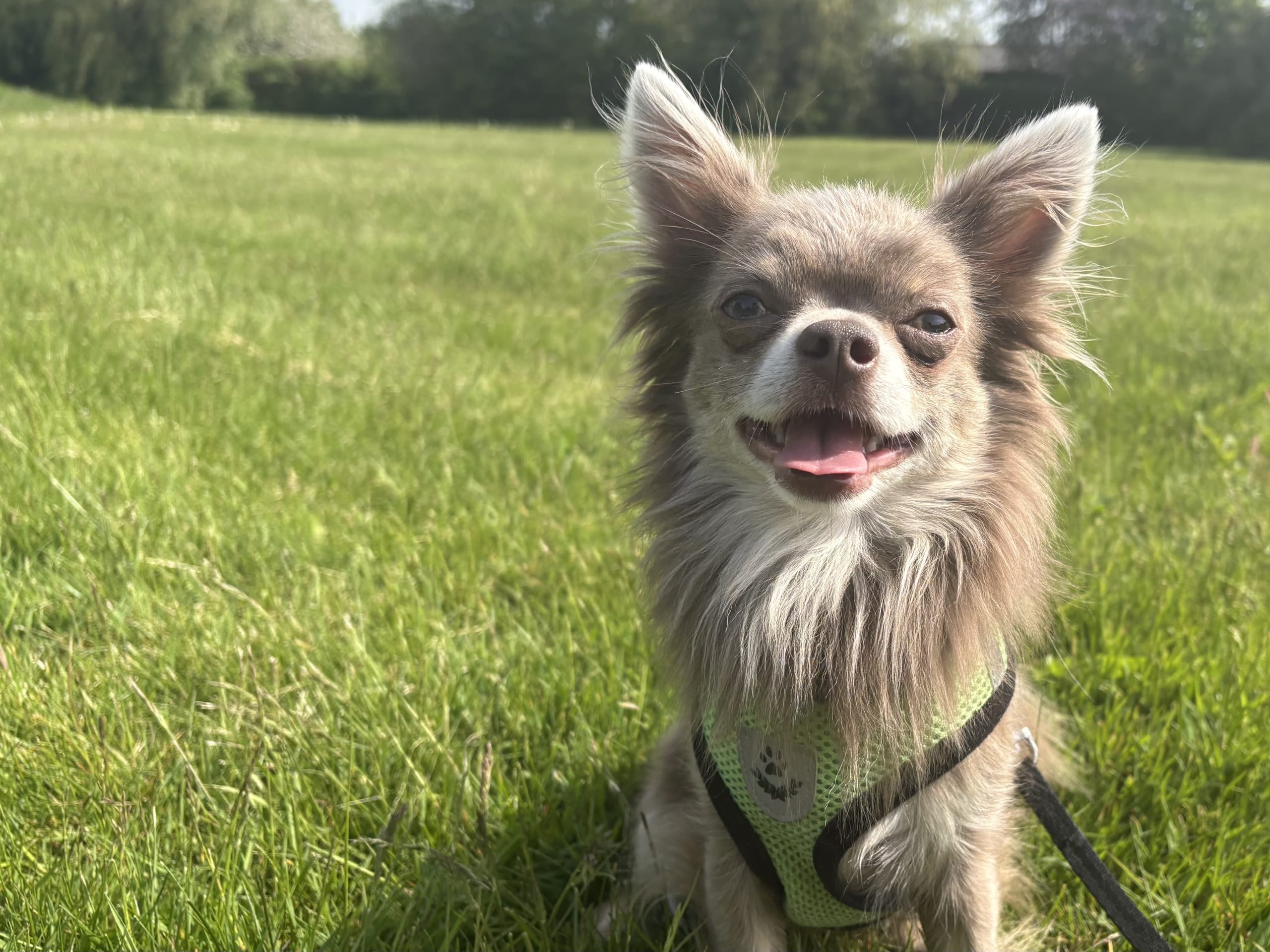 Chihuahua · Helsingborg · Milo