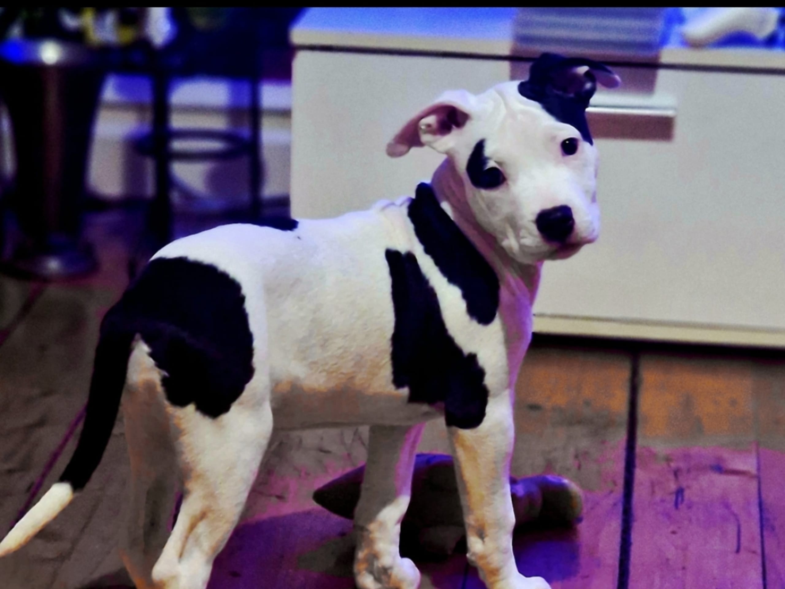 American bully · Karlshamn · Simone J.