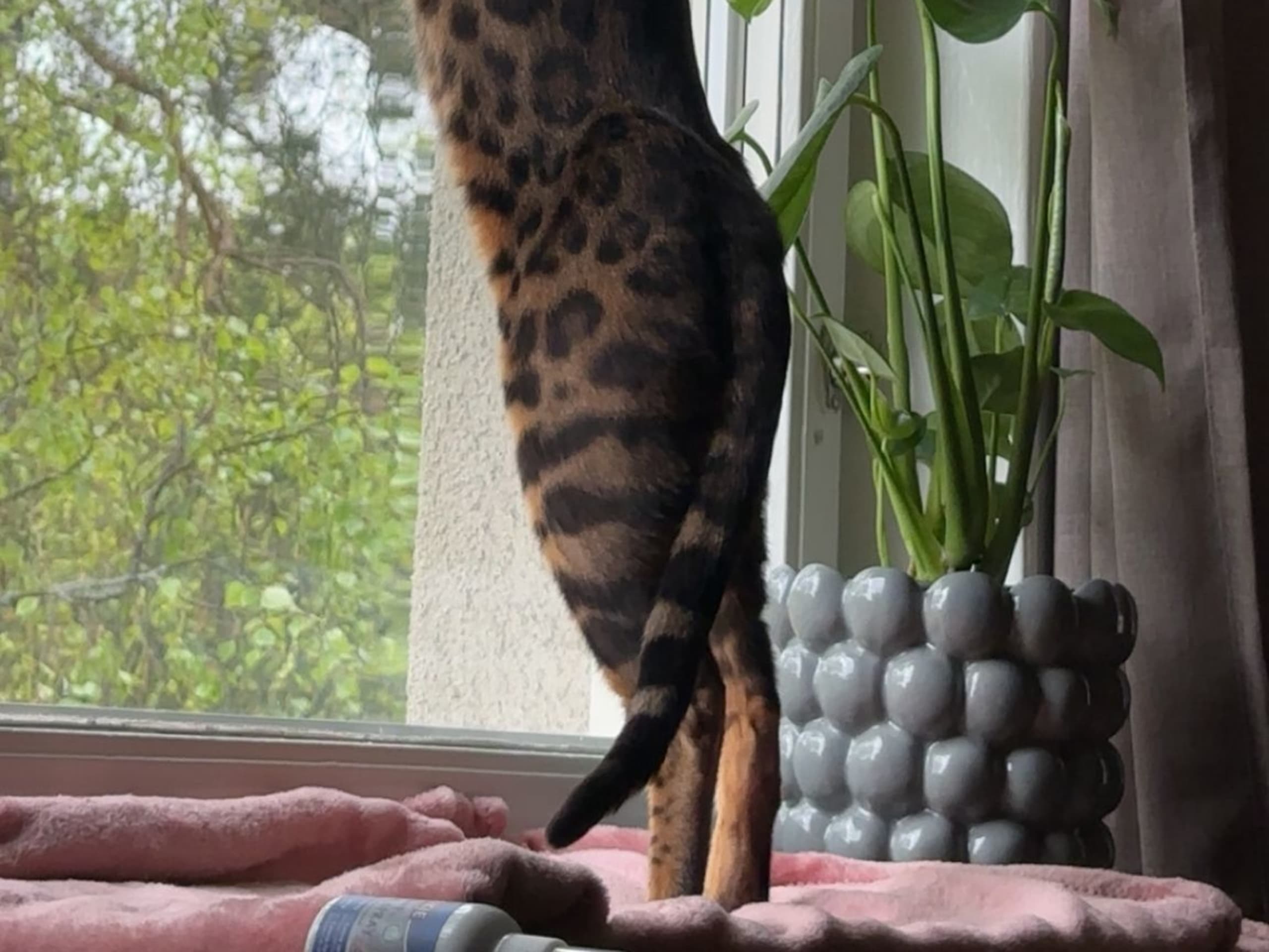 Bengal · Göteborg · Zara N.