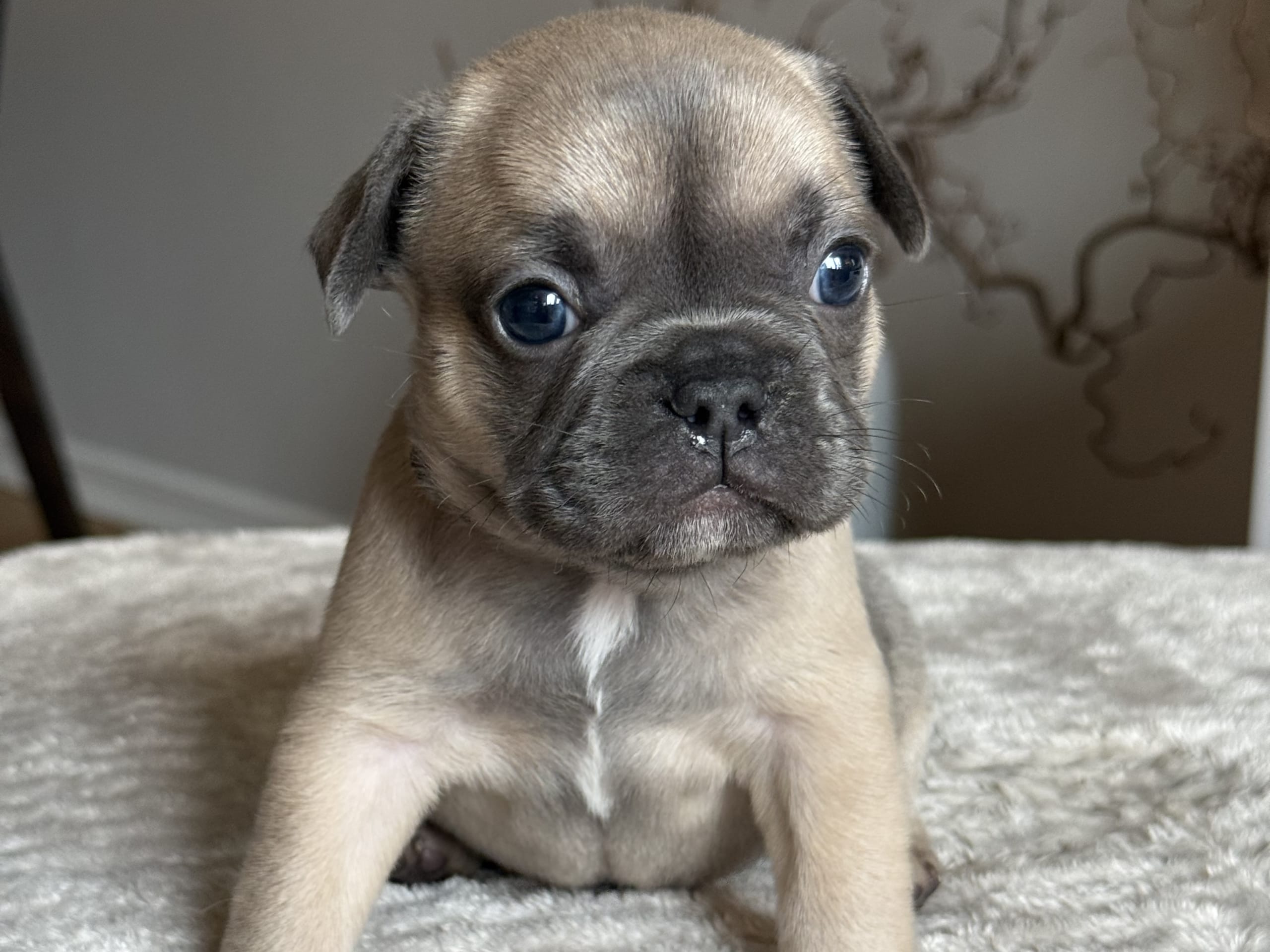 Fransk bulldogg · Malmö · Tracy D.