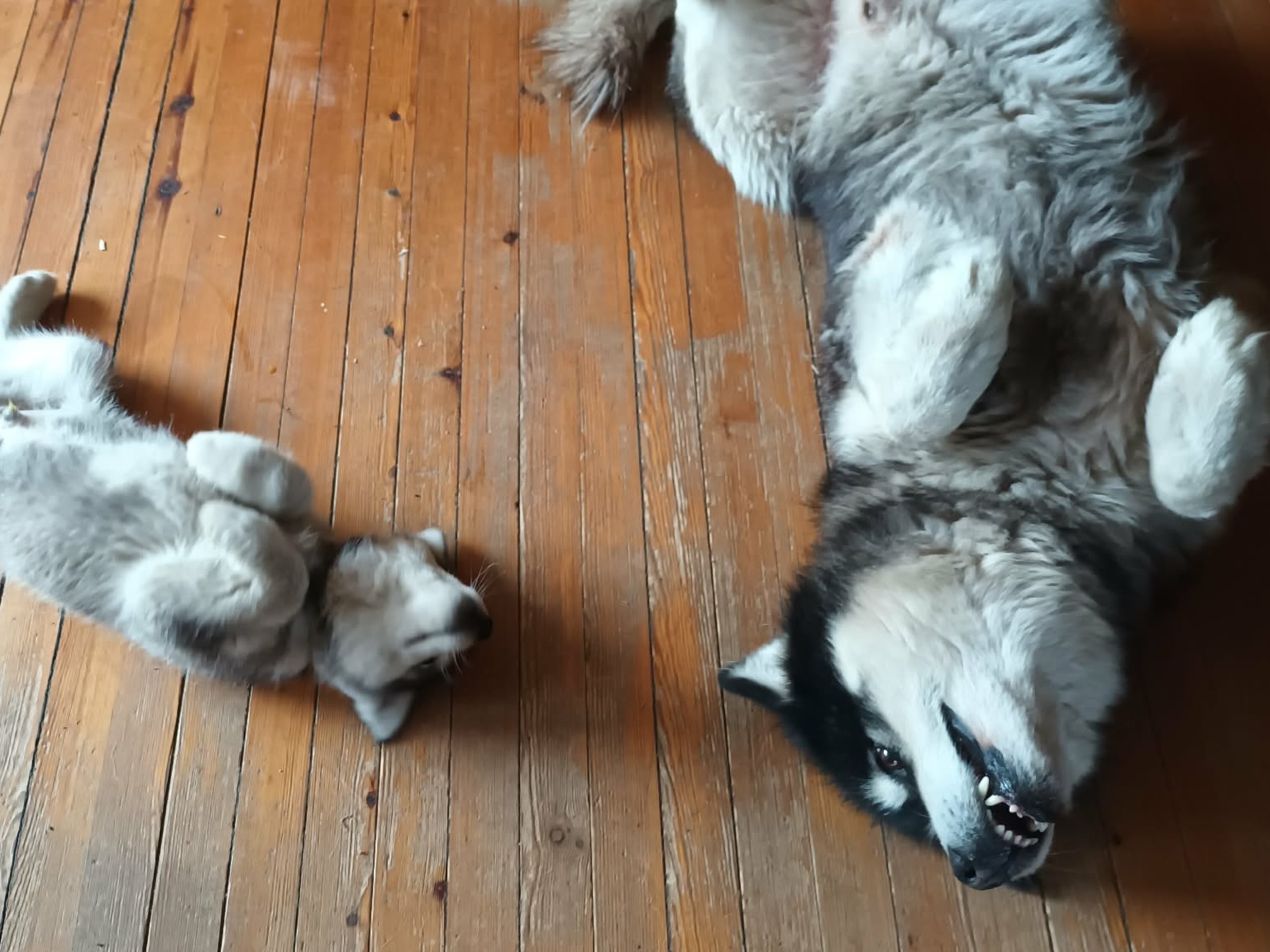 Kennel Kitchaq