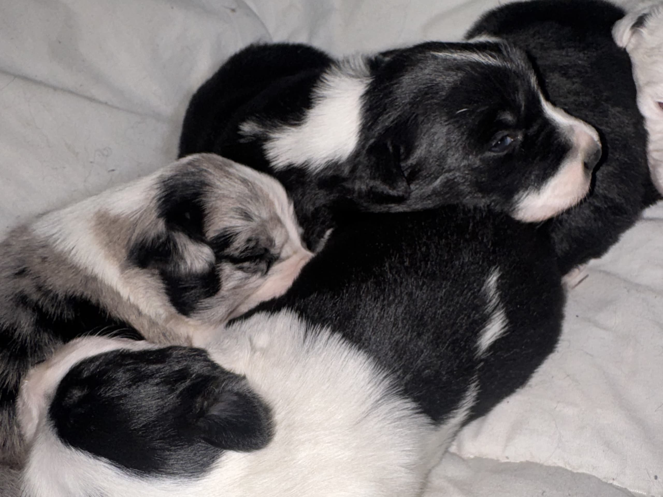 Border collie