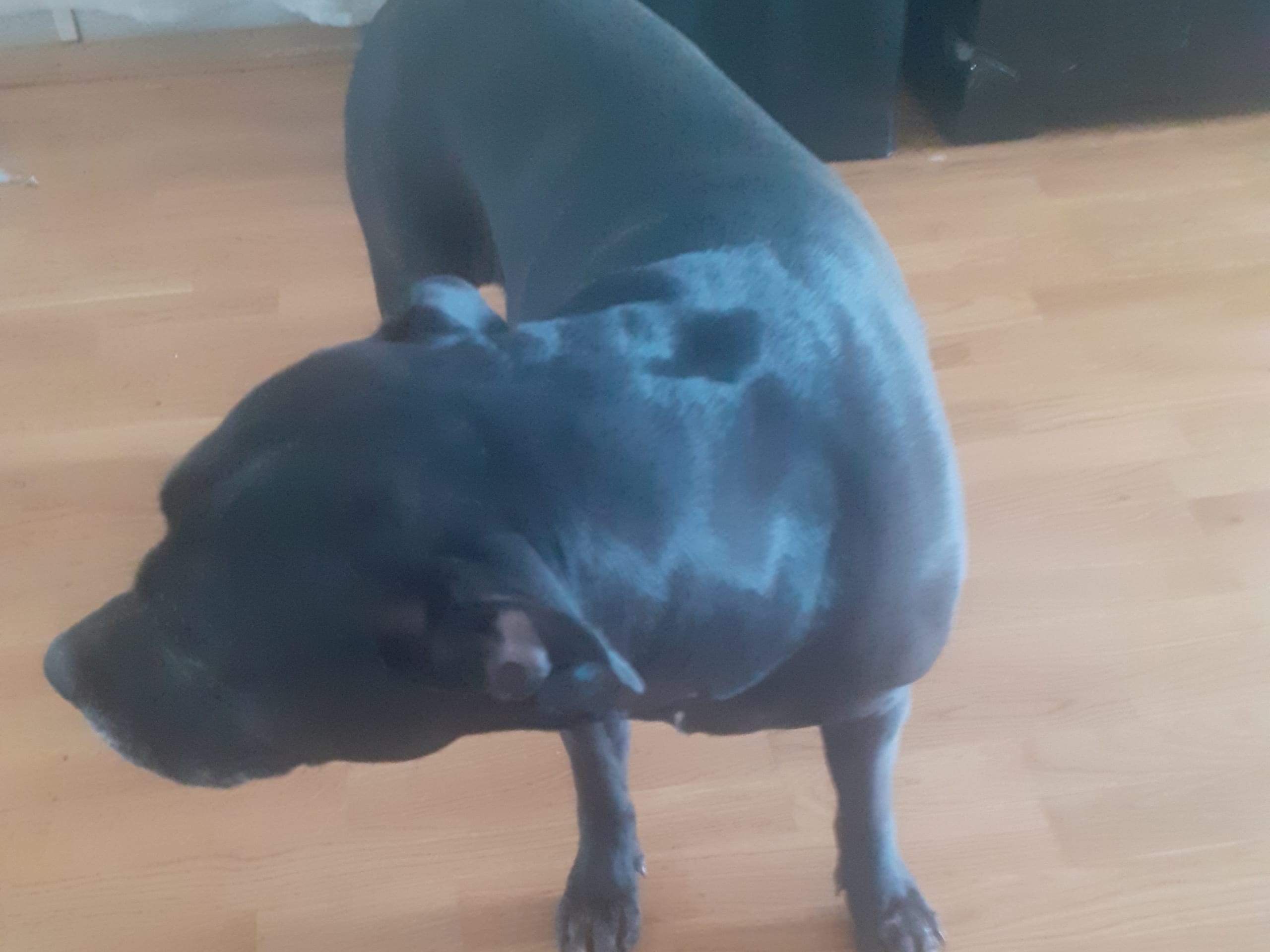 American Bully · Tumba · Kari P.
