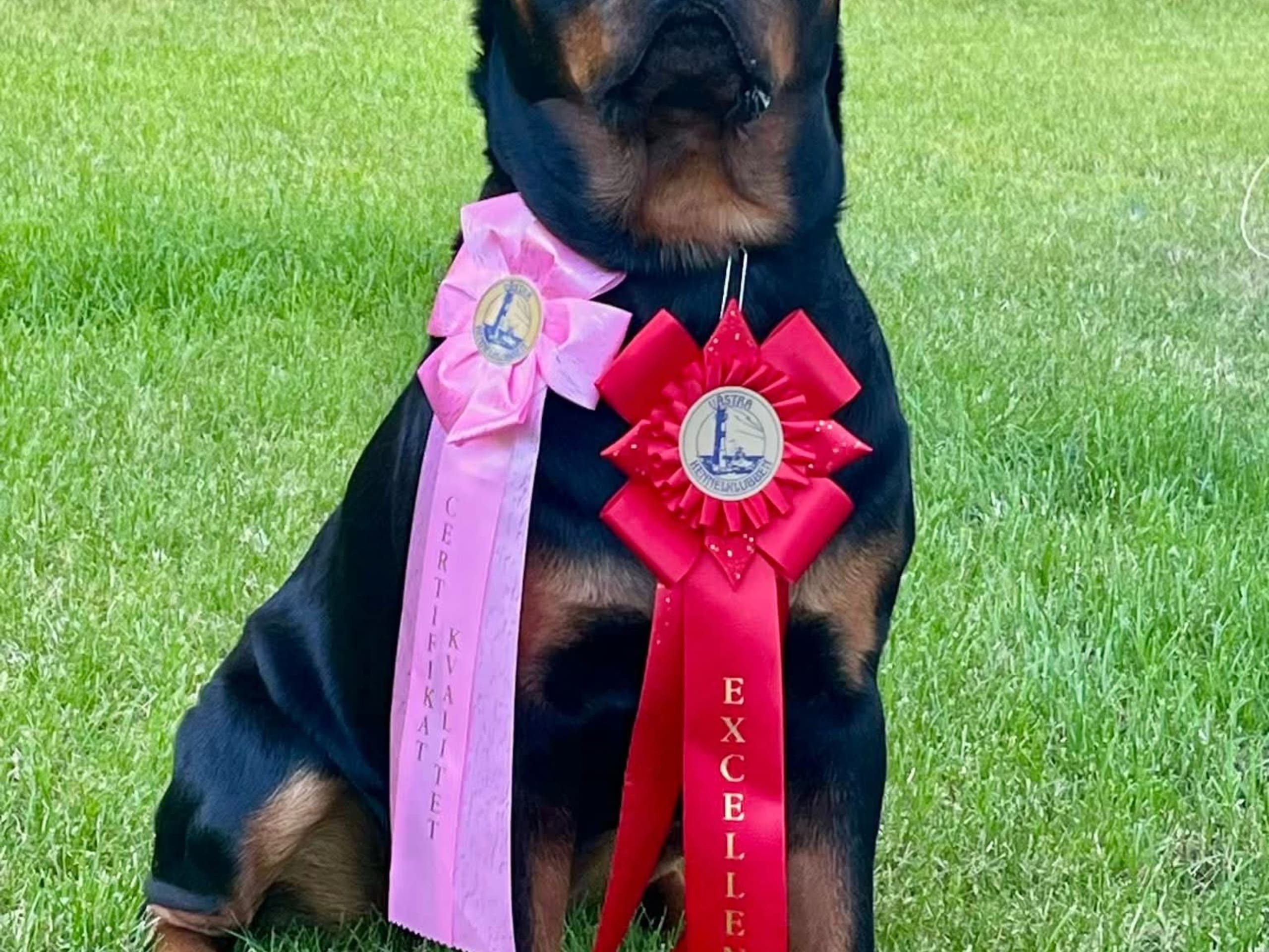 Rottweiler