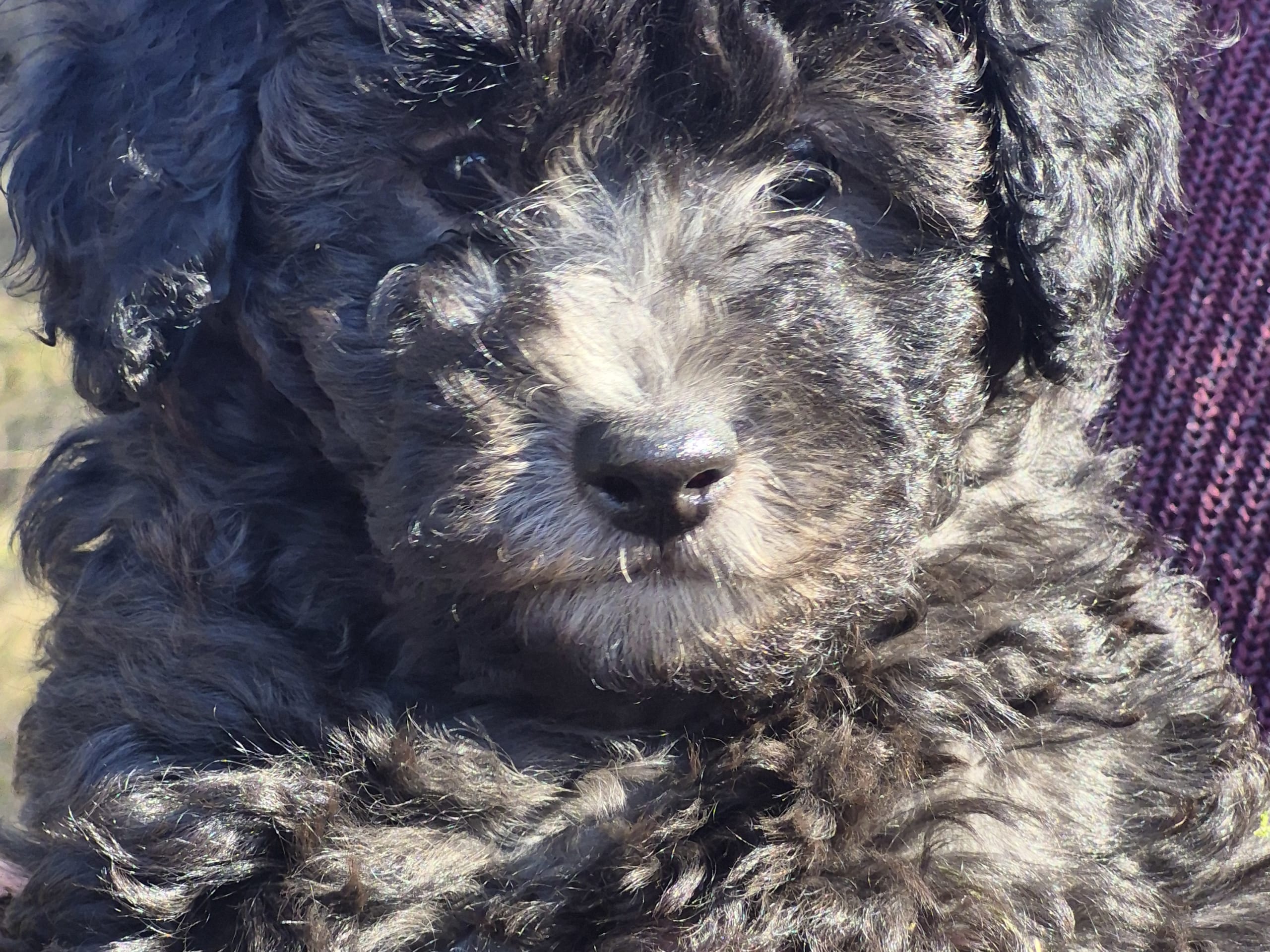 Shihpoo