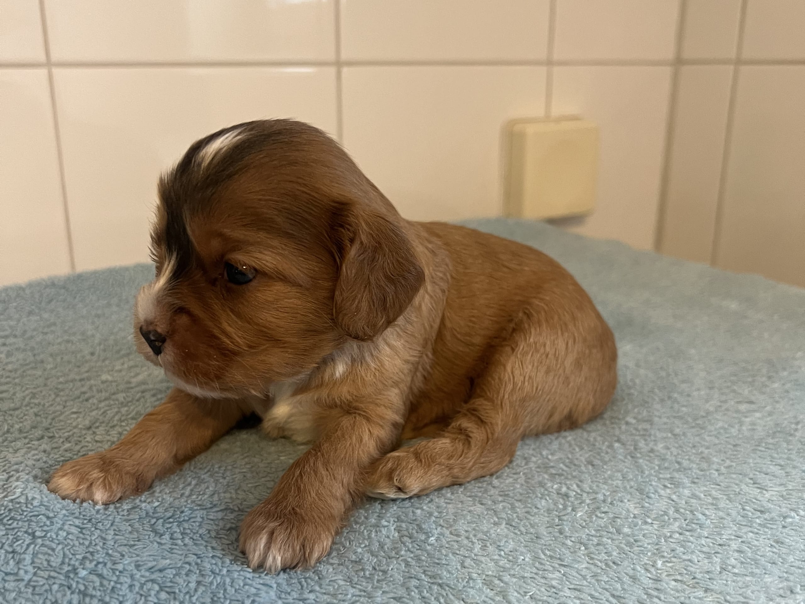 Cavapoo