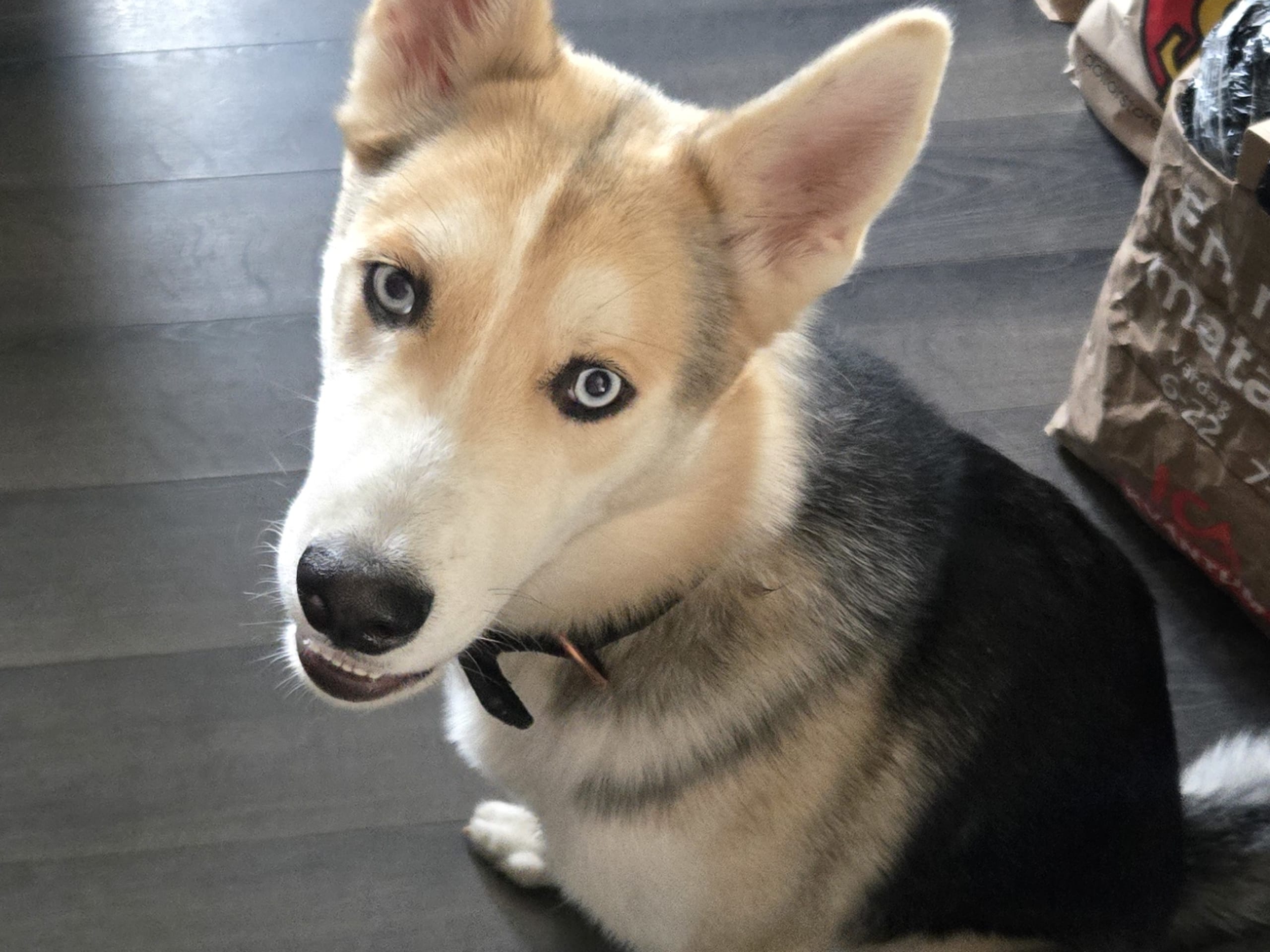 Siberian husky