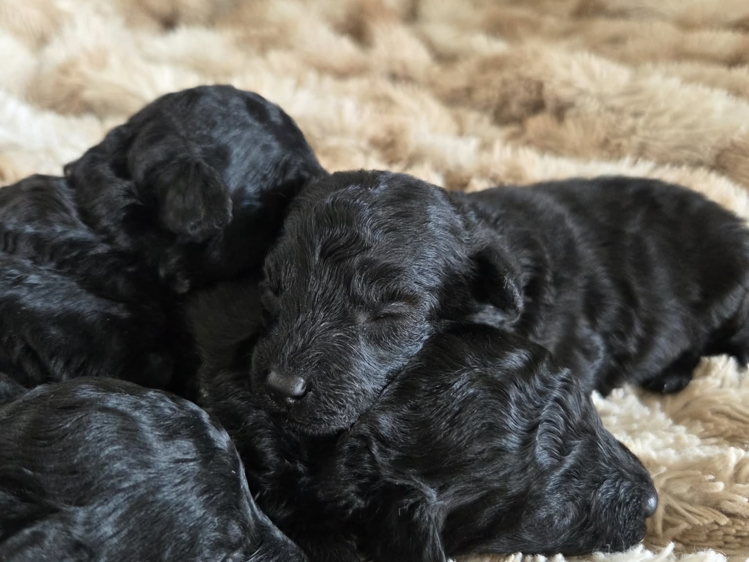 Miniature Poodle · åseda · Mulatorps