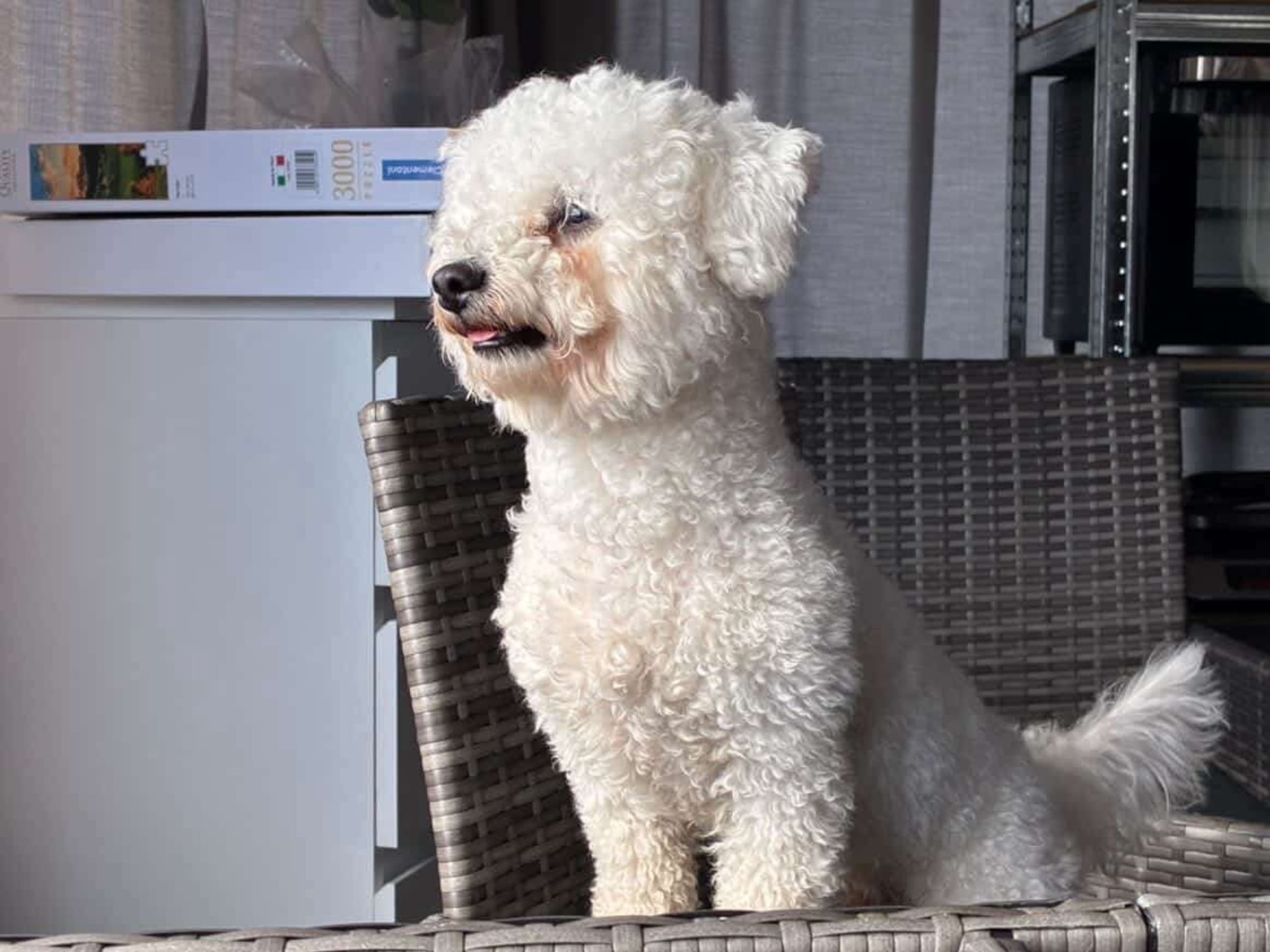 Bichon frisé
