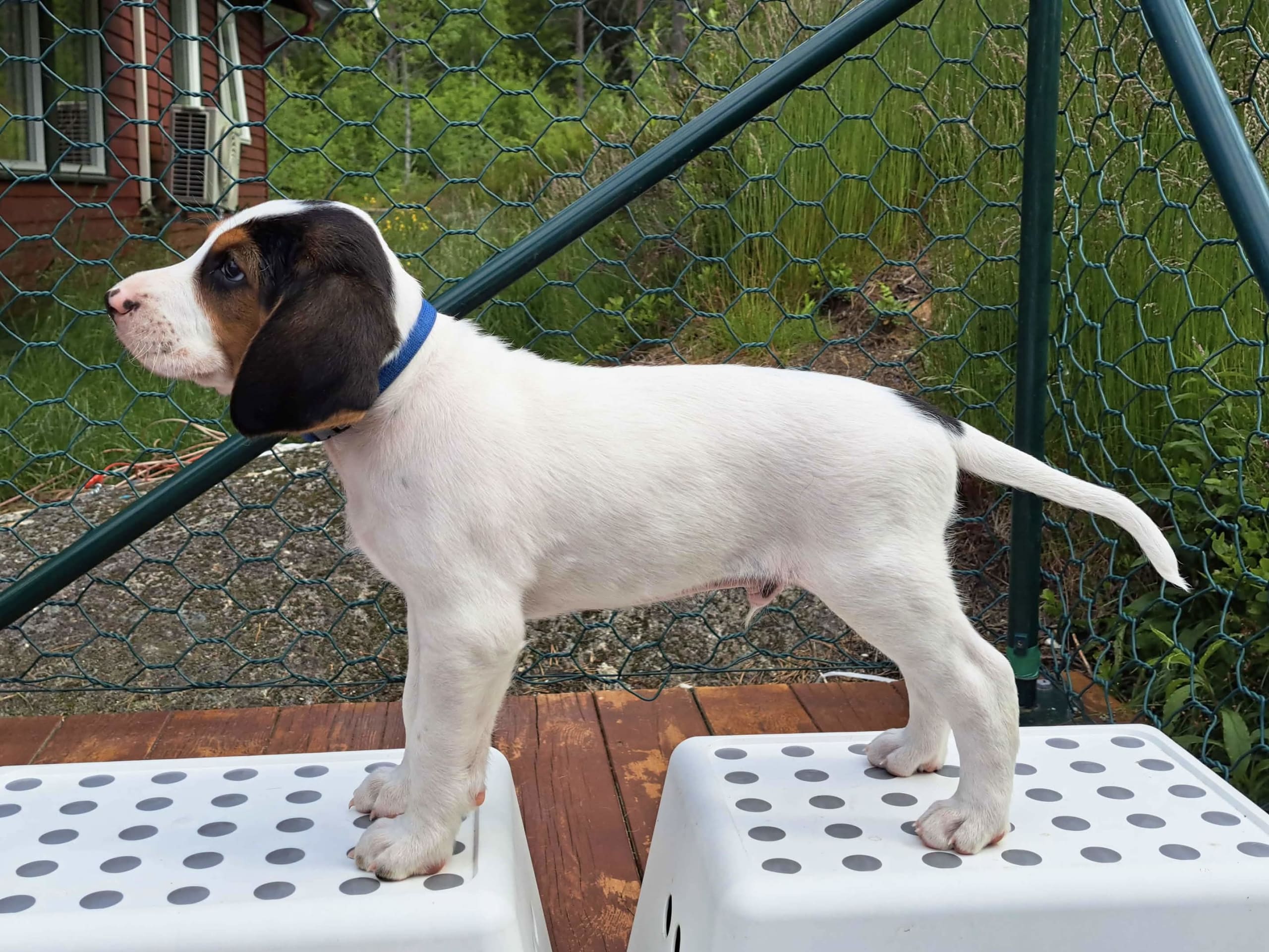 Halden Hound (Haldenstøver)