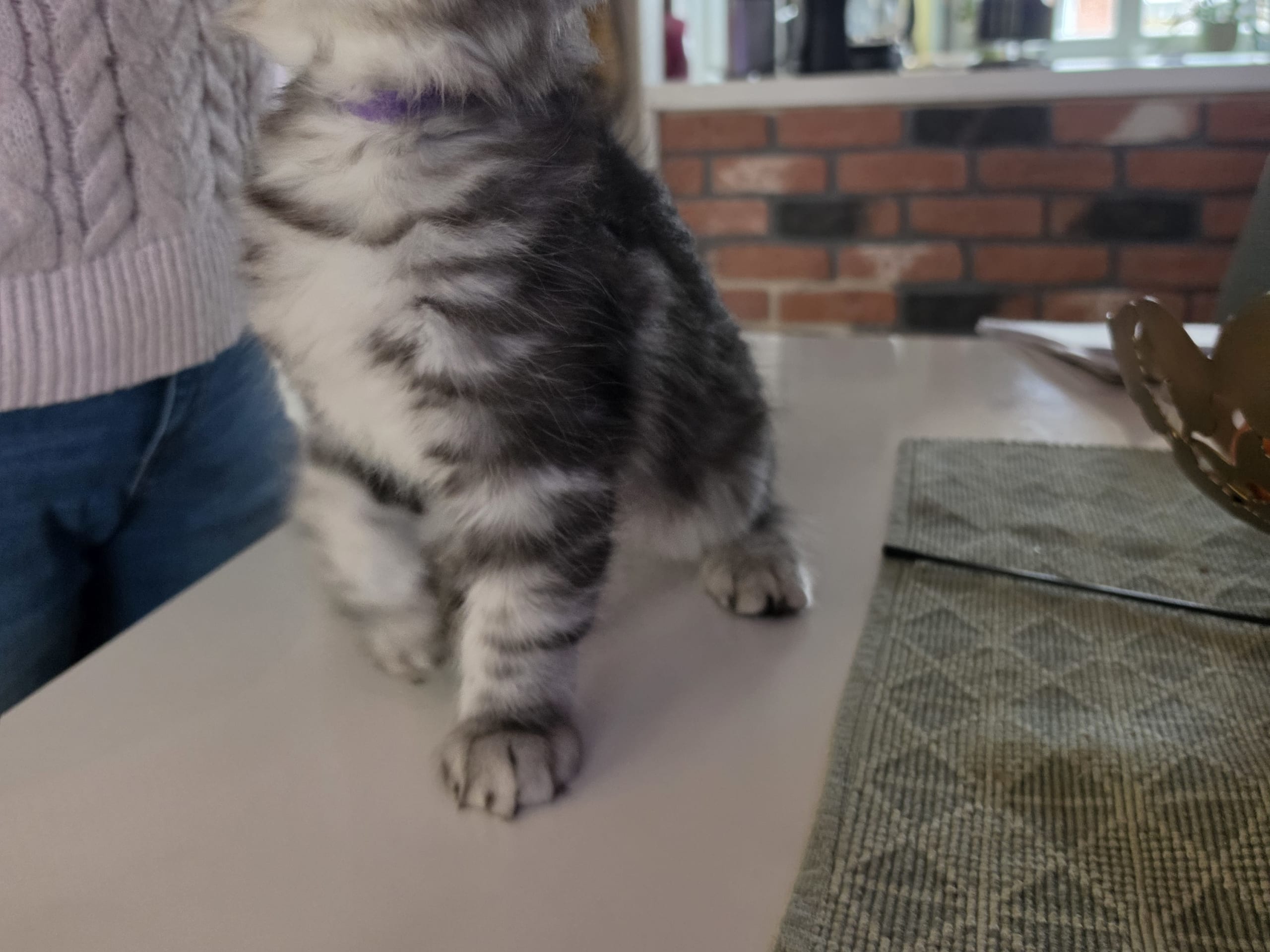 Sibirisk katt