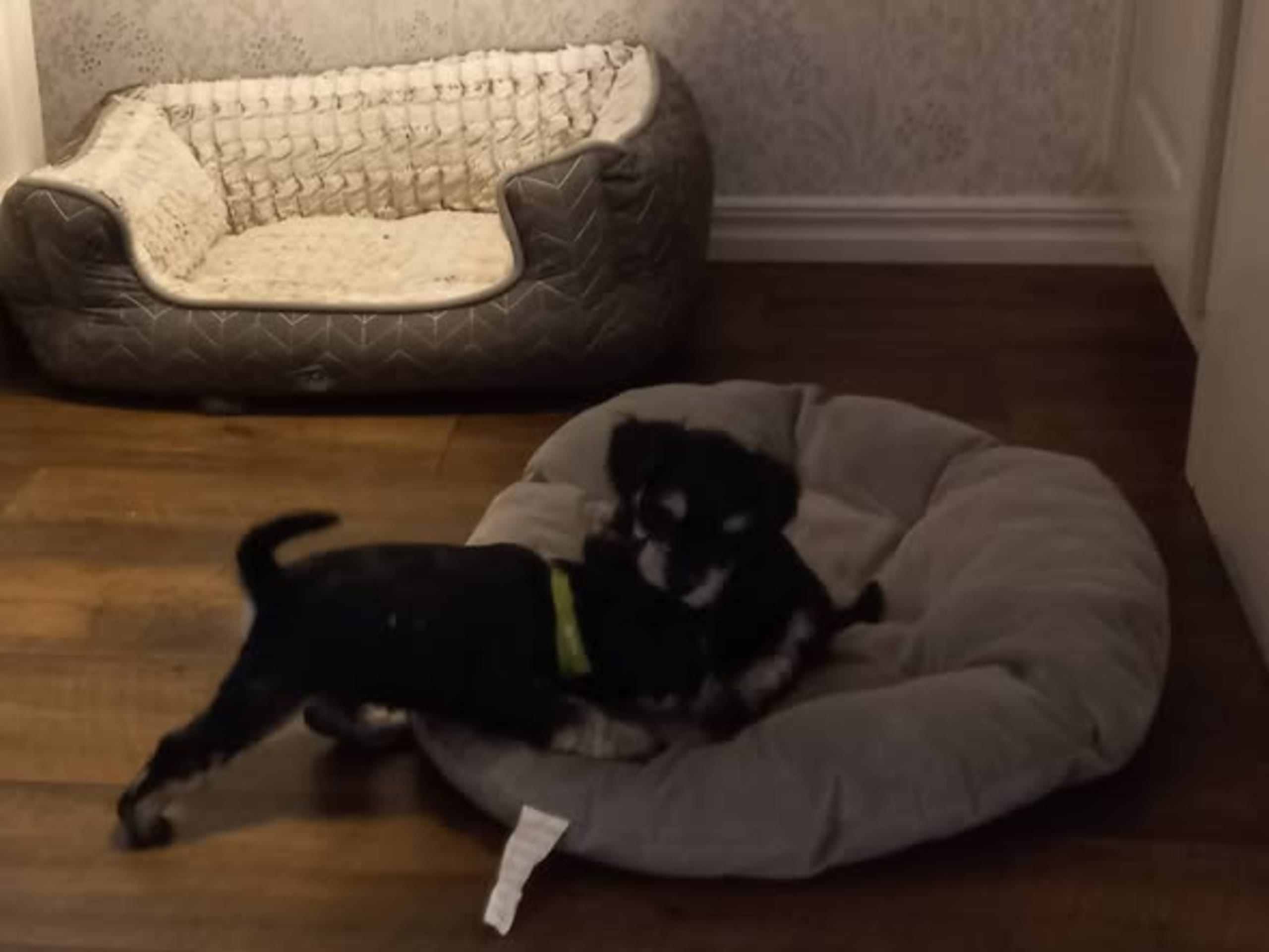 Dvärgschnauzer
