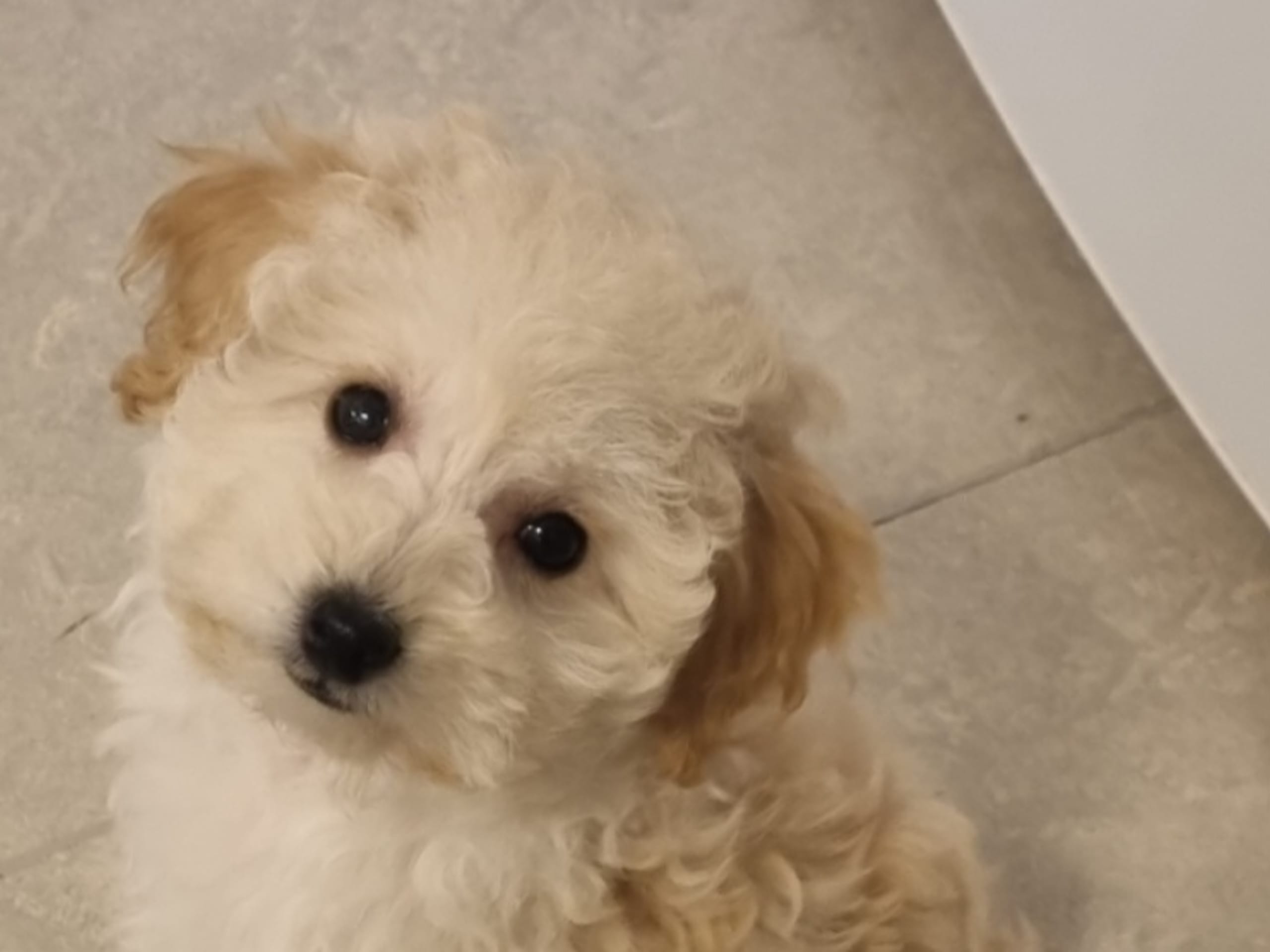 Maltipoo