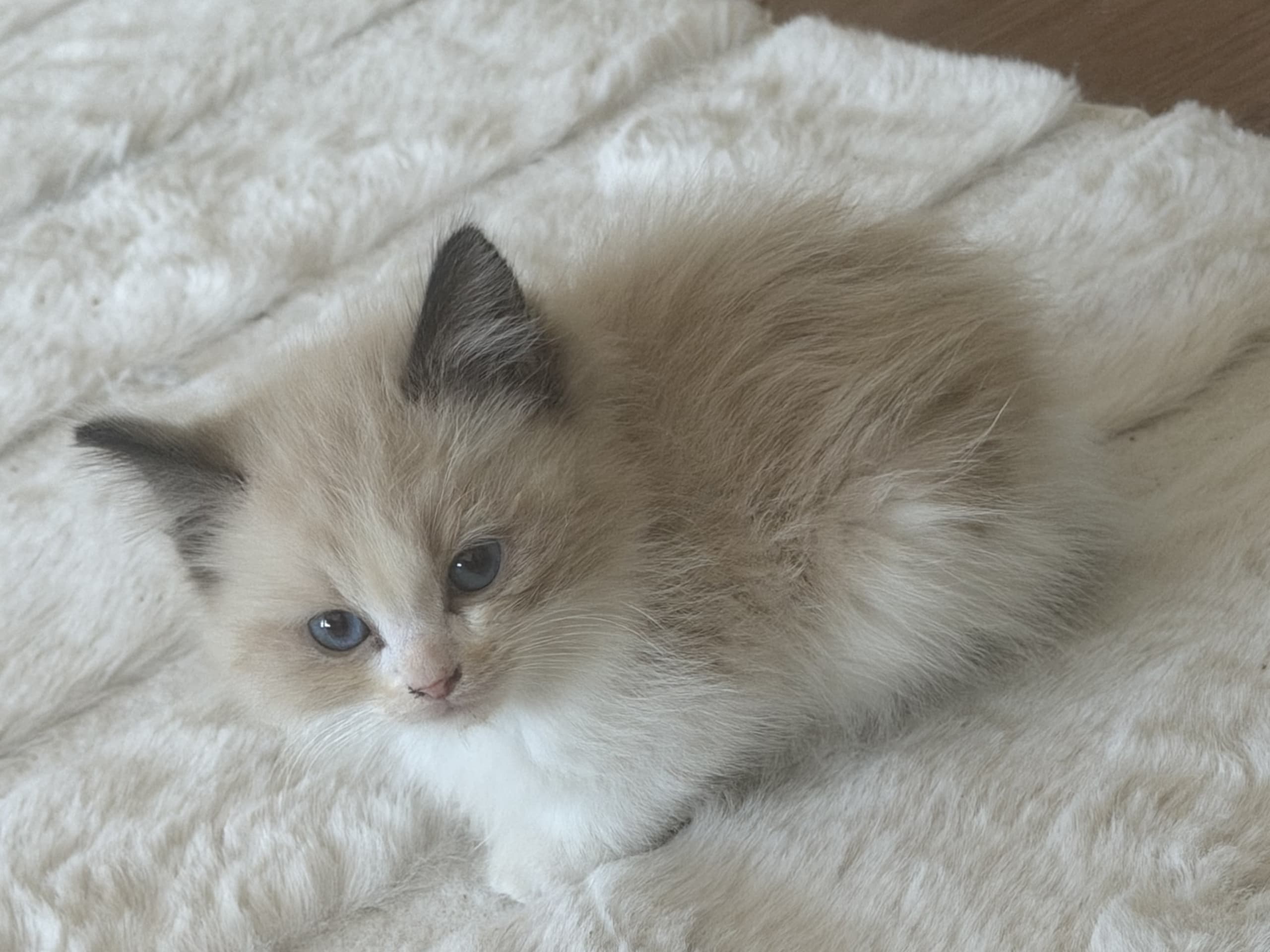 Ragdoll · Sollentuna · Zahra