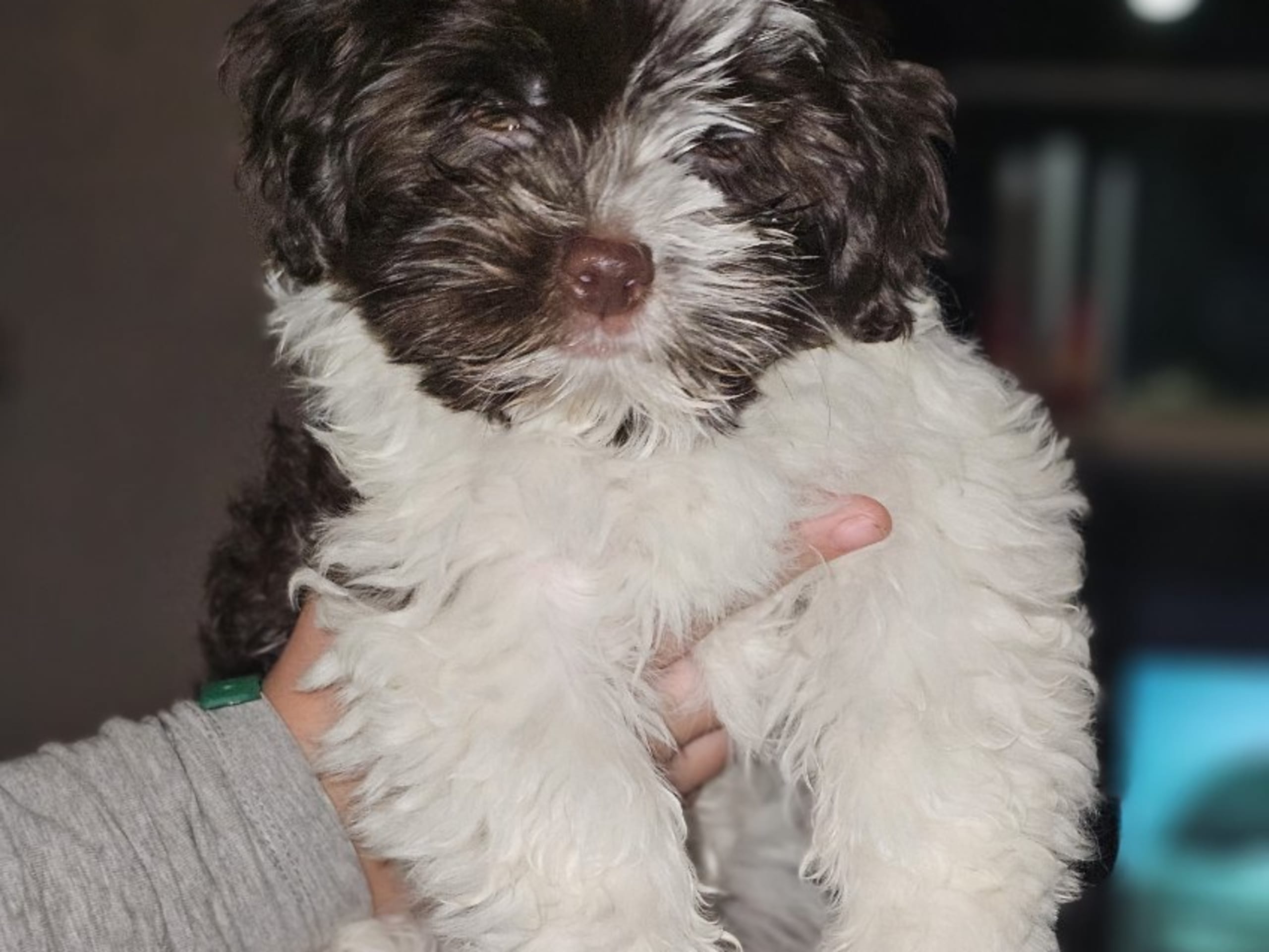 Bichon havanais