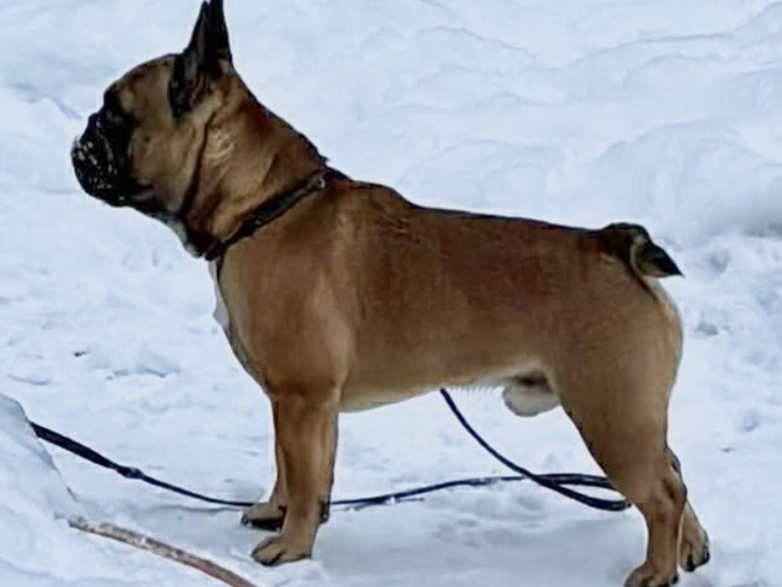 Fransk bulldog