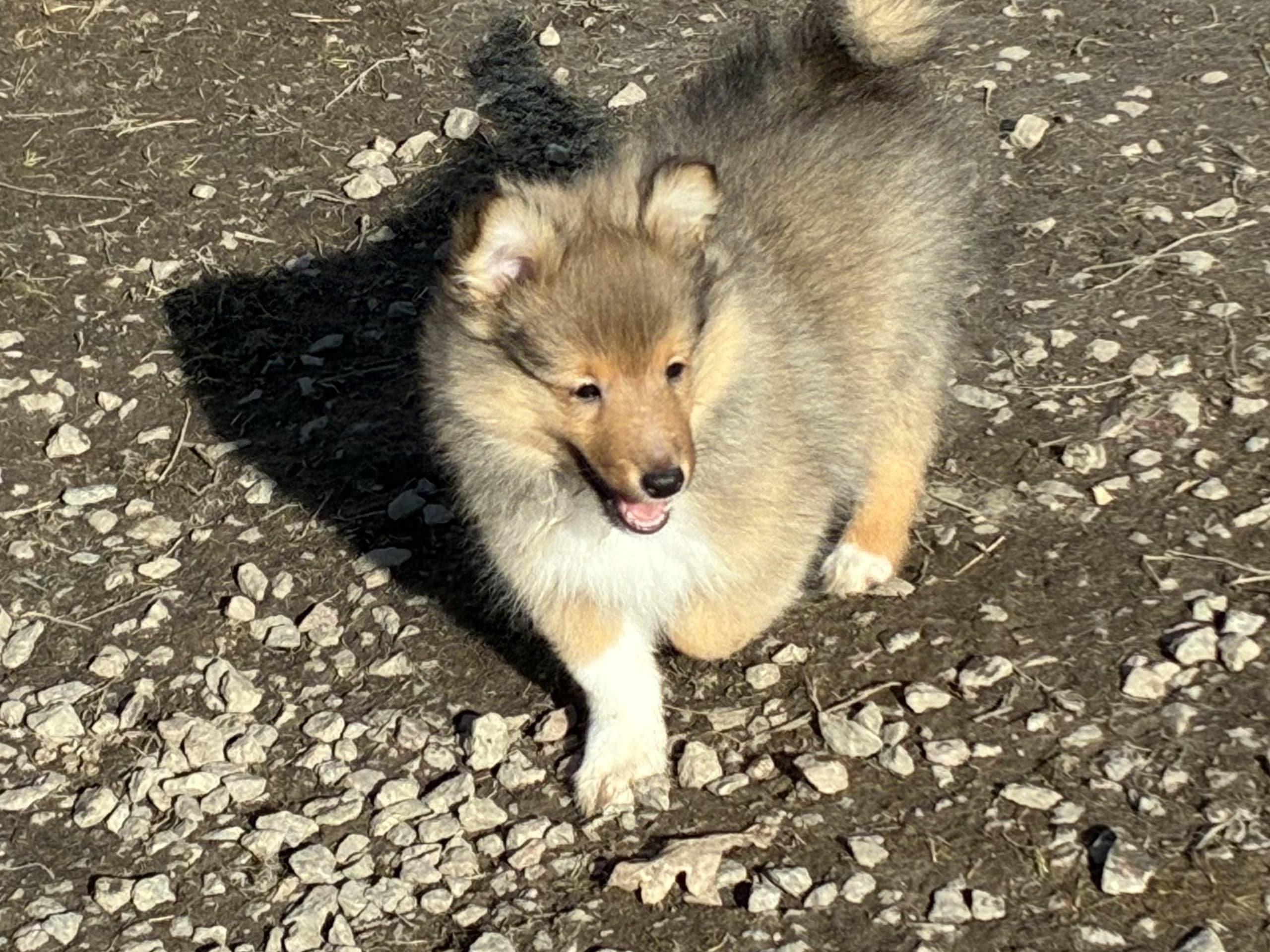 Shetland sheepdog