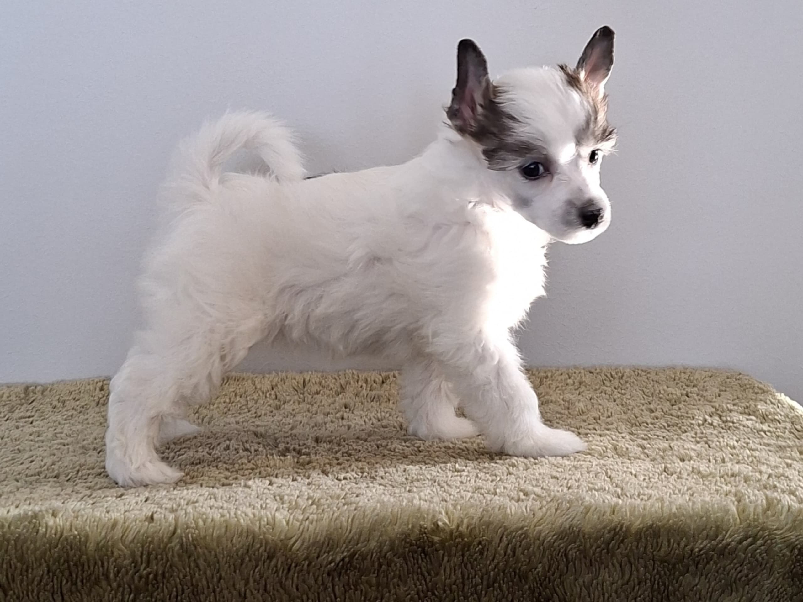 Chinese crested dog · Torslanda · Krysolit