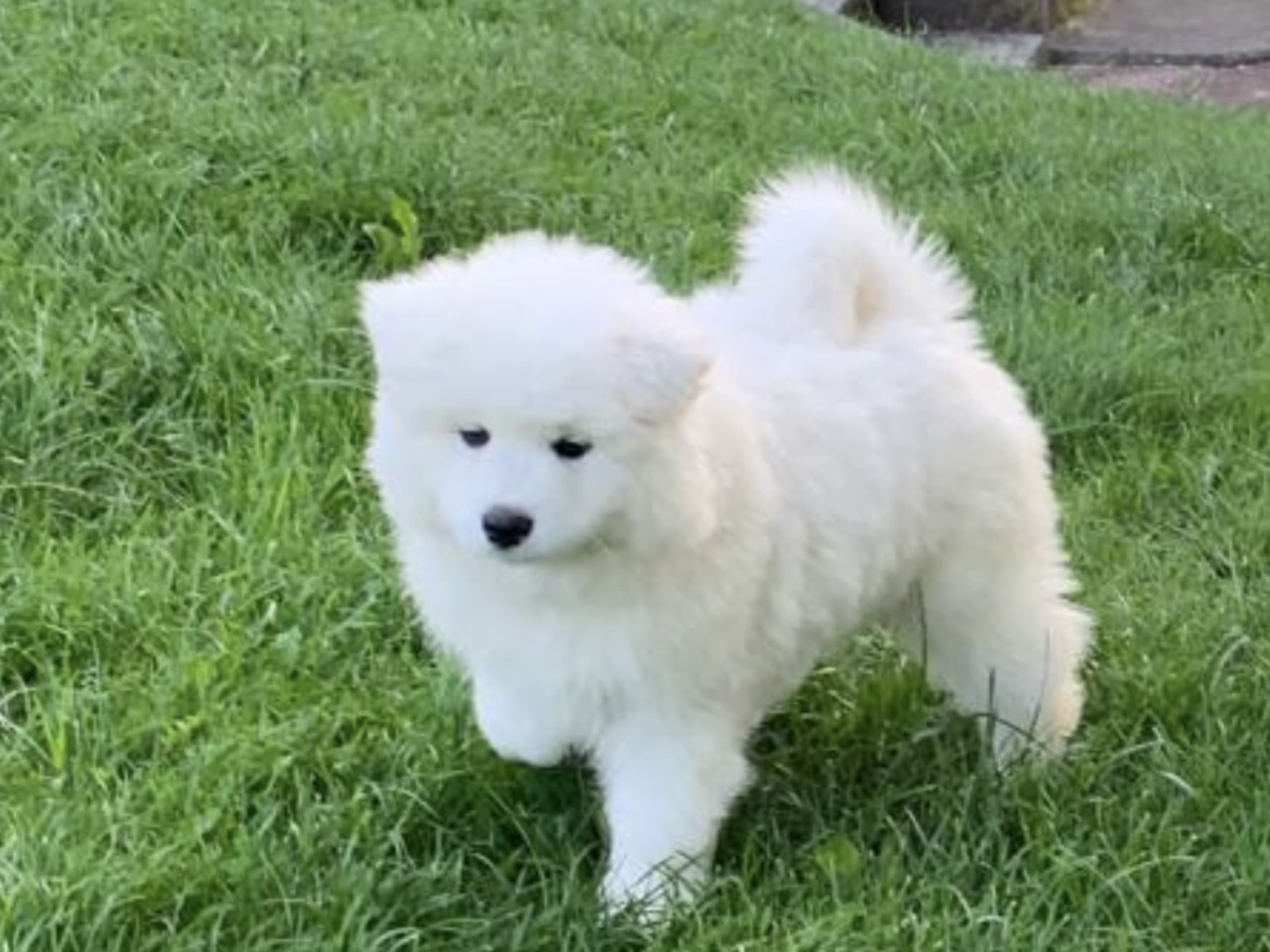 Samojedhund