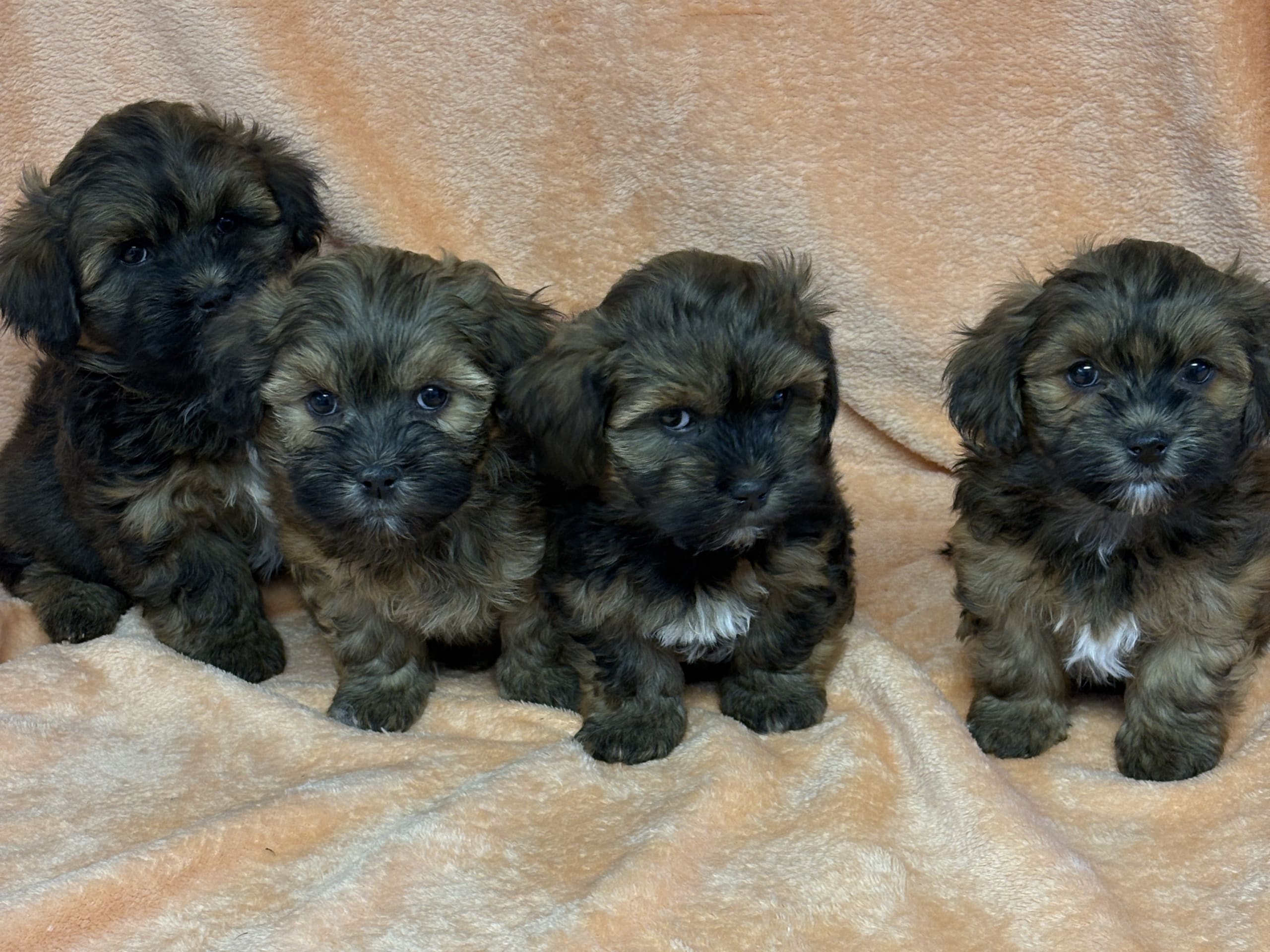Bichon havanais · Vena · Berrys Kennel & Beko