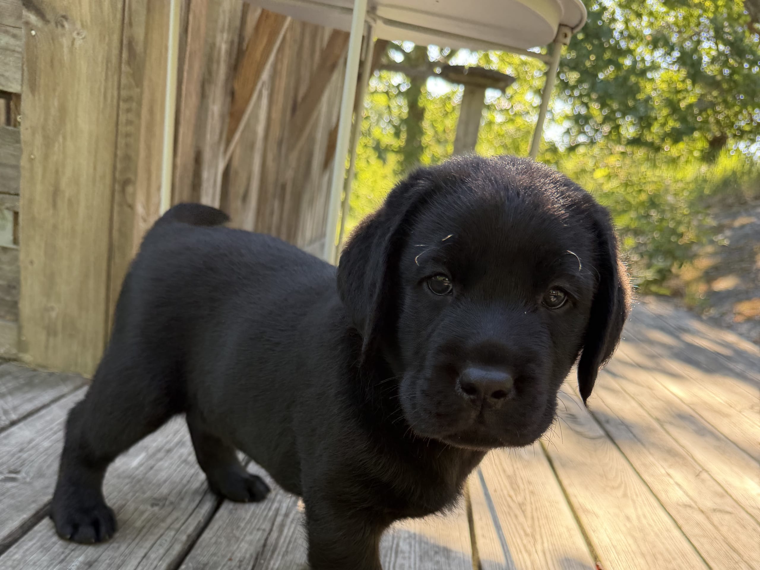 Labrador retriever · Värmdö · Kennel Eyegrip’s