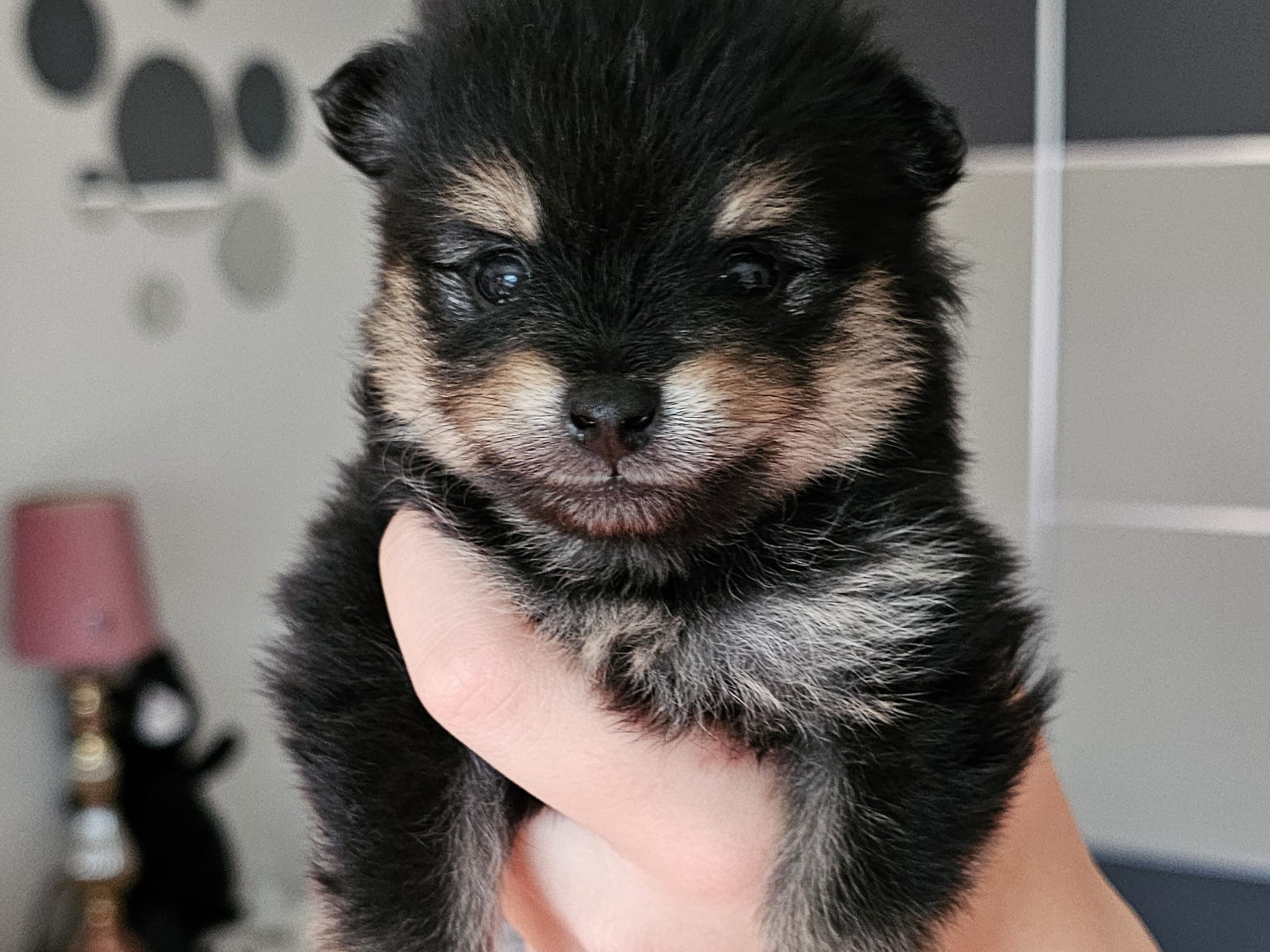 Pomeranian · Enköping · Pomsik Rakaaig