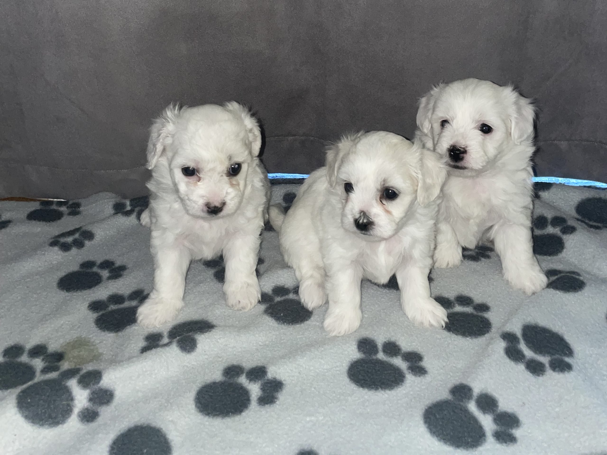 Bichon frisé · Staffanstorp · Ana K.