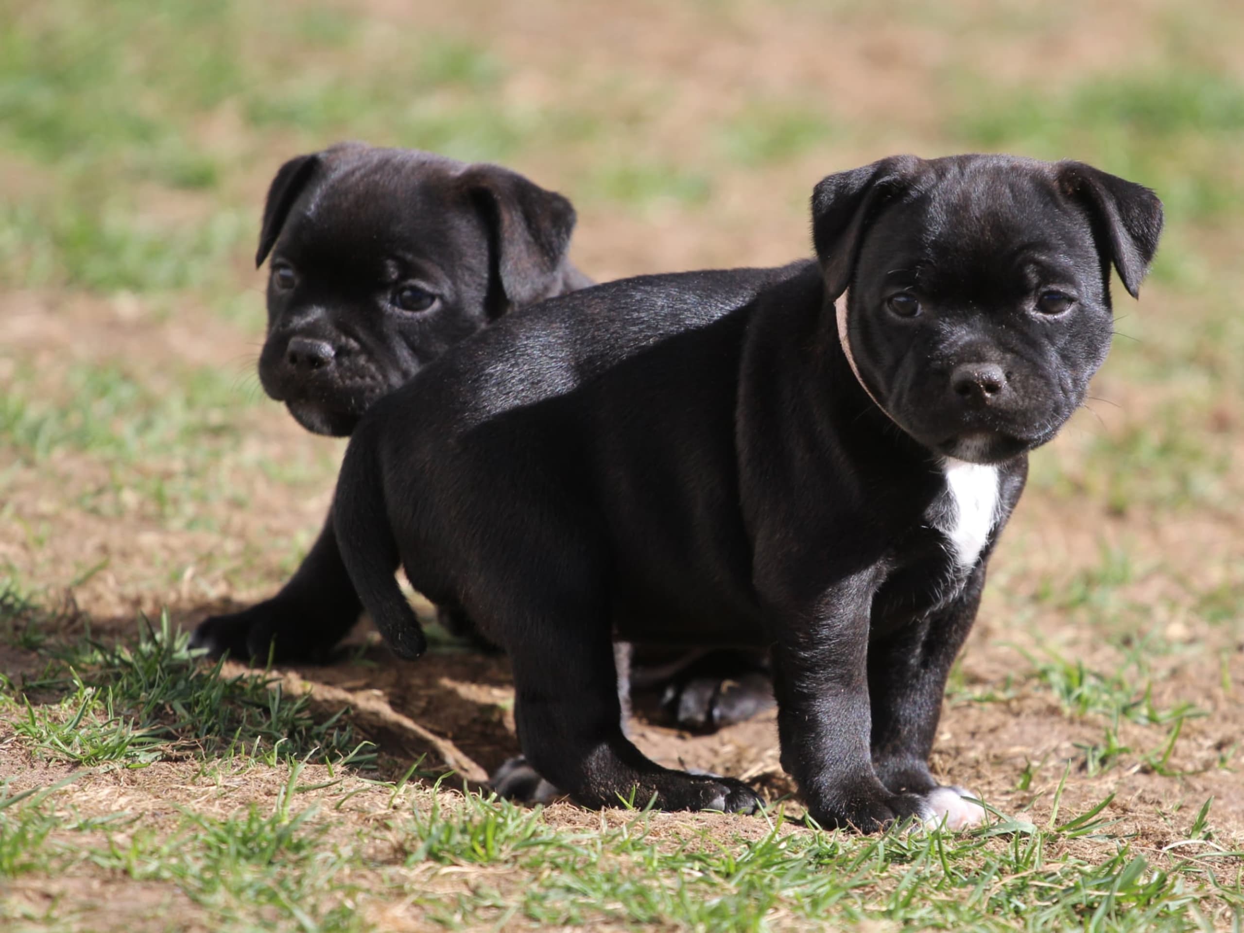 Staffordshire bullterrier