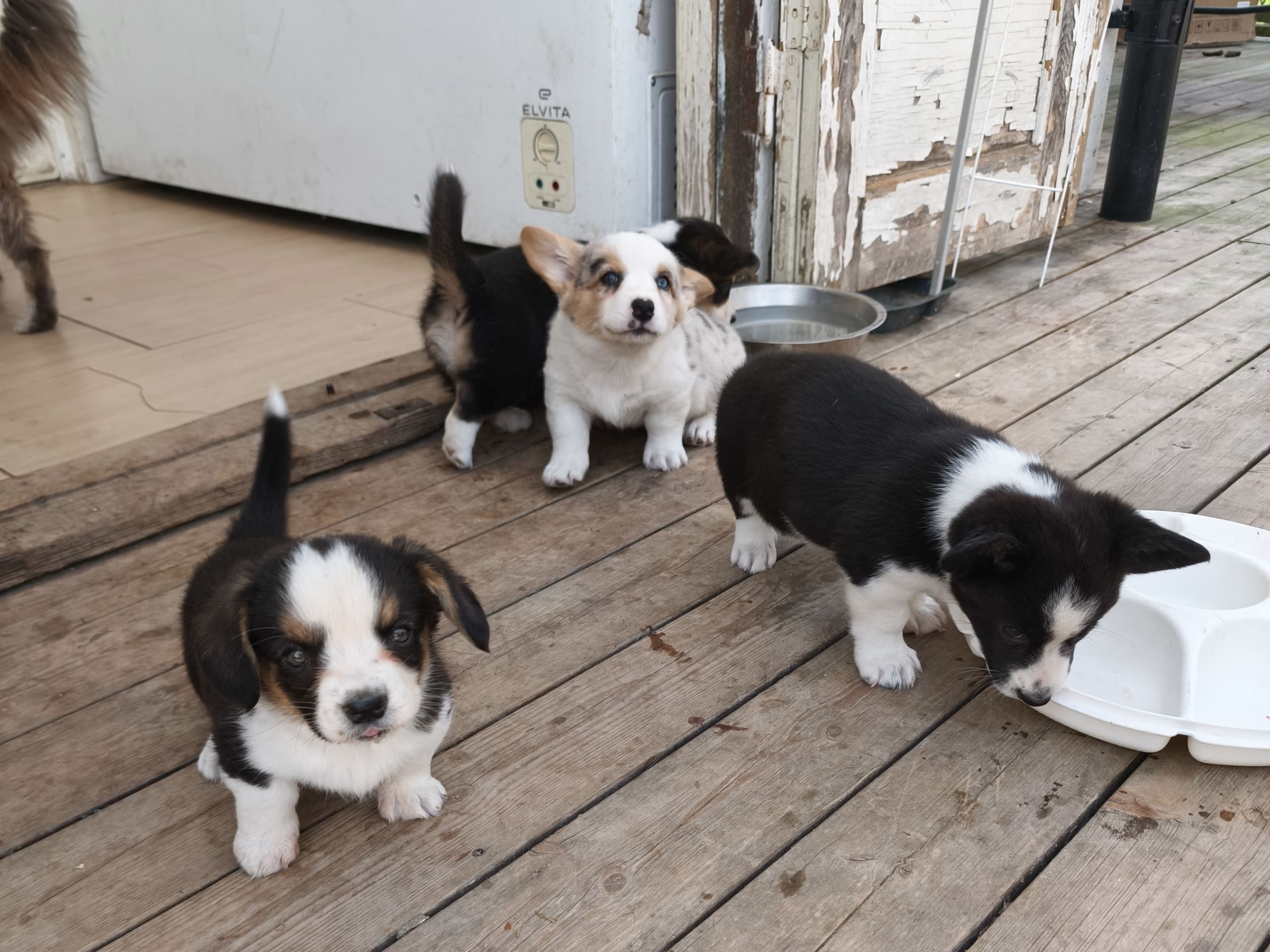 Welsh corgi cardigan