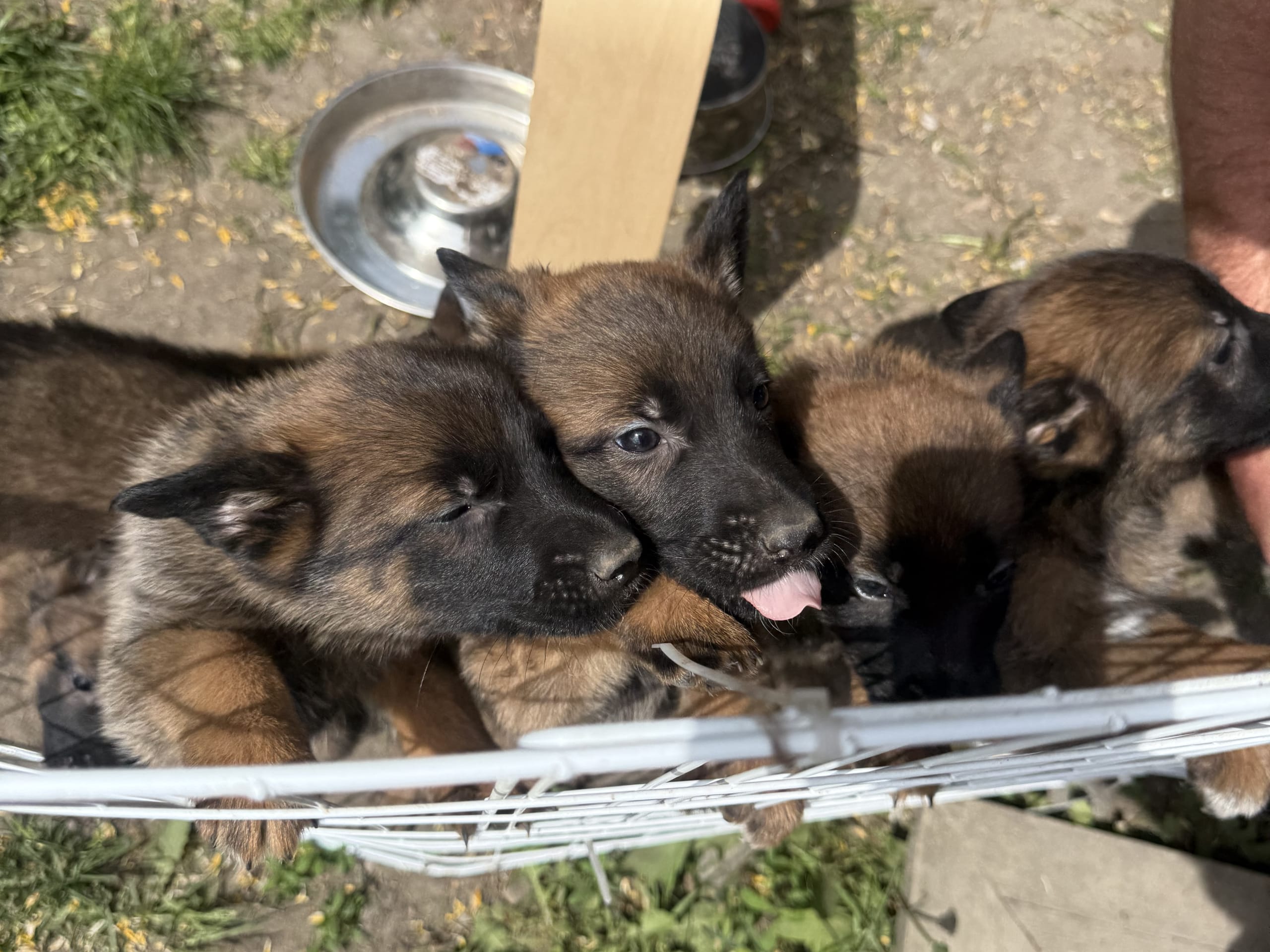 Belgian Malinois · Adelsö · Elina T.