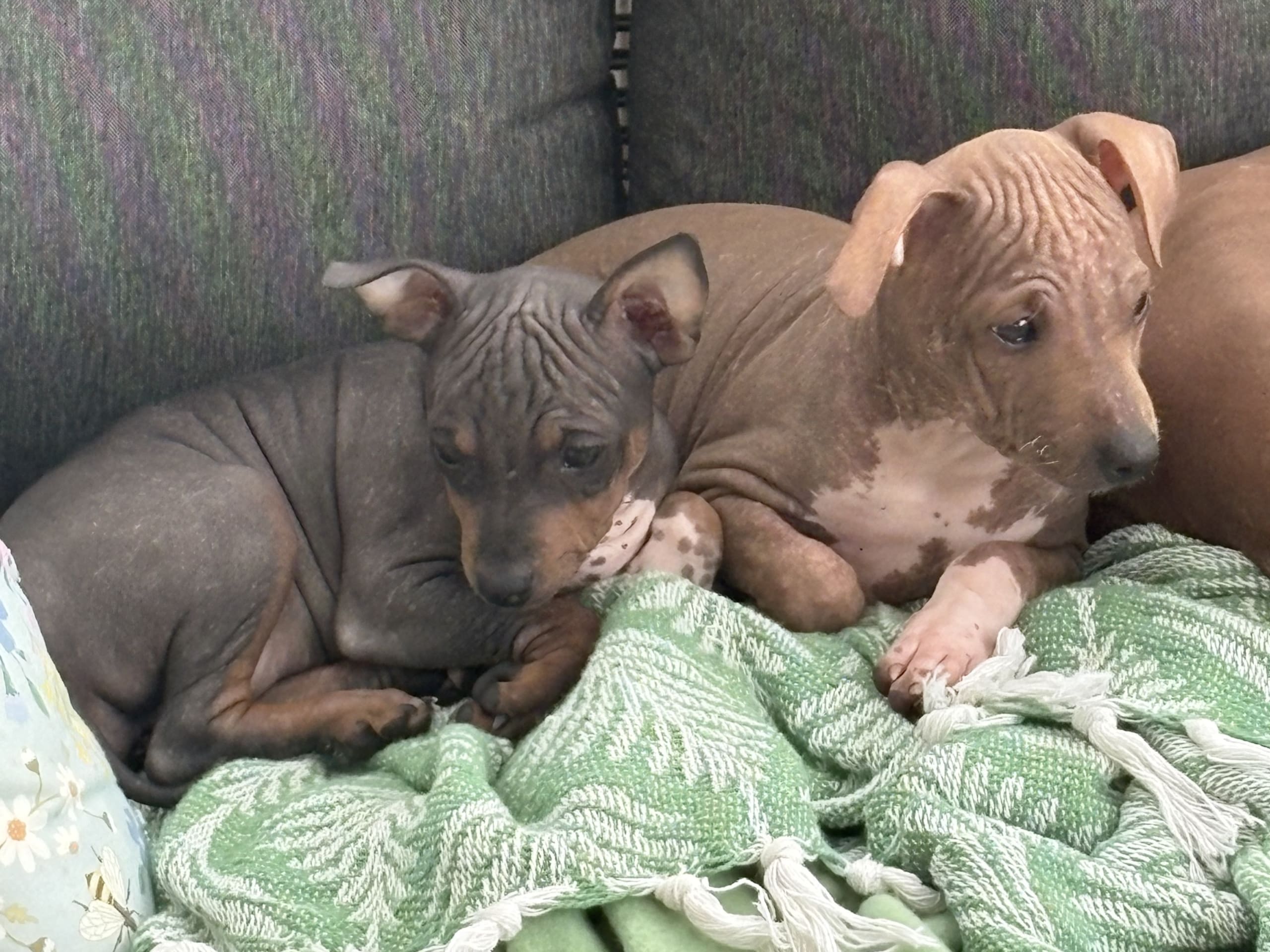 American Hairless Terrier