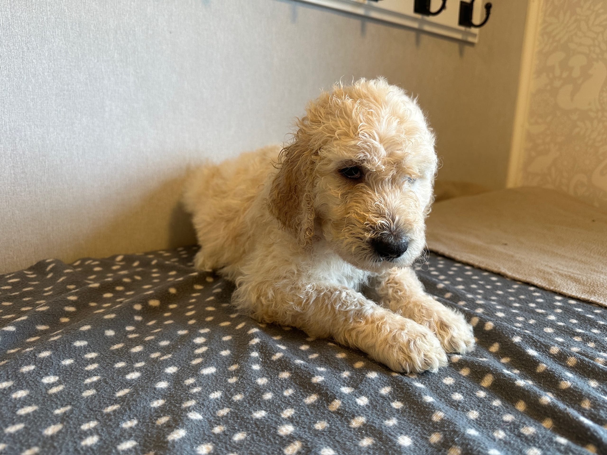 Goldendoodle · Västerlanda · Lugnets kennel