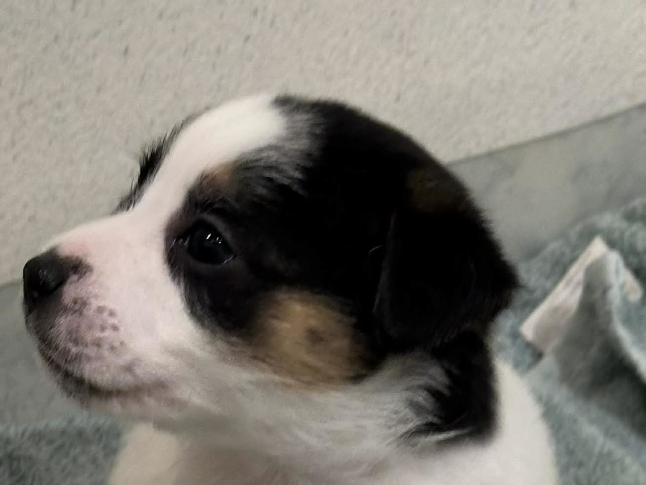 Jack russell terrier · Knivsta · LIMELIGHT Kennels