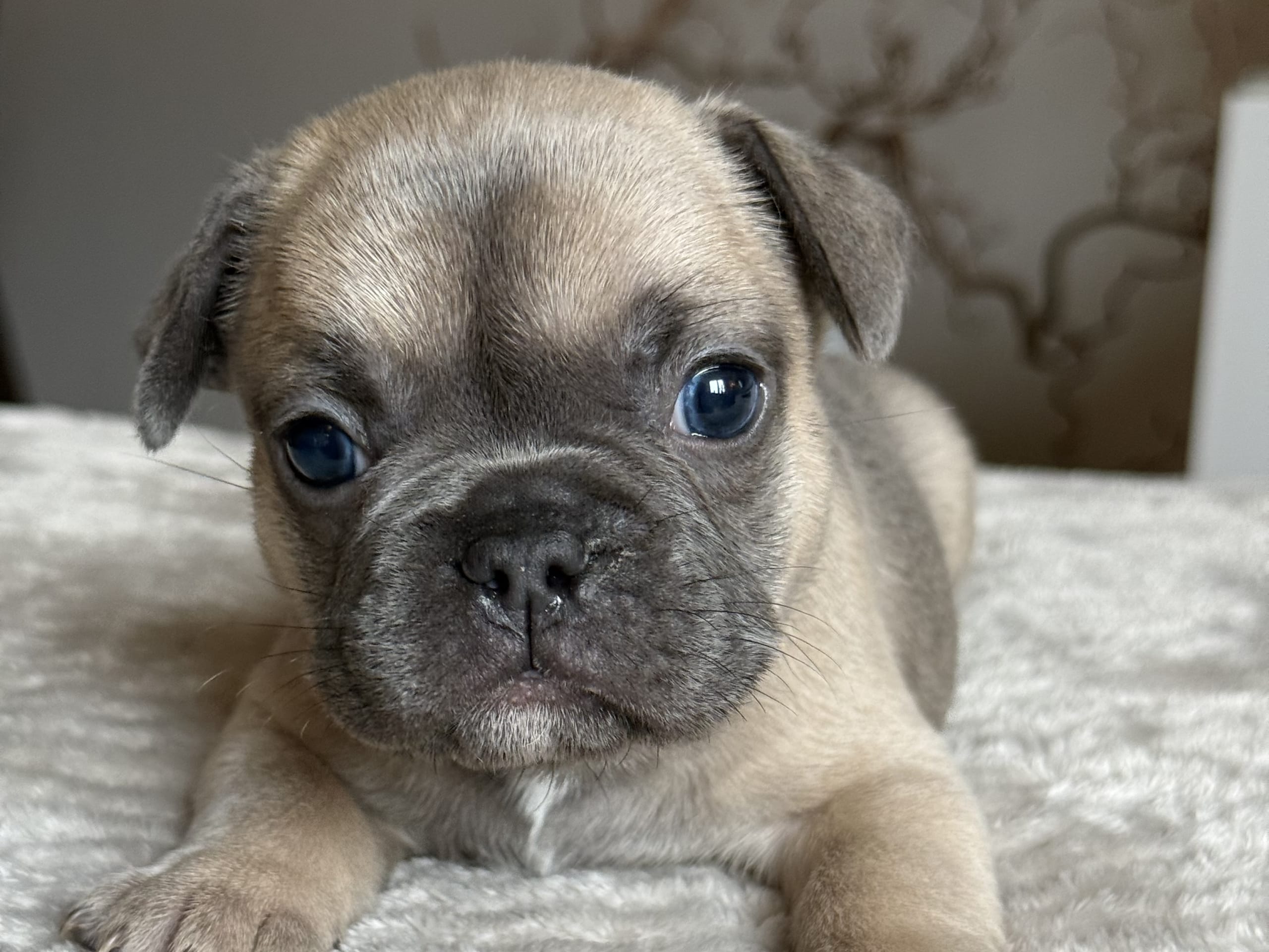 Fransk bulldogg · Malmö · Tracy D.
