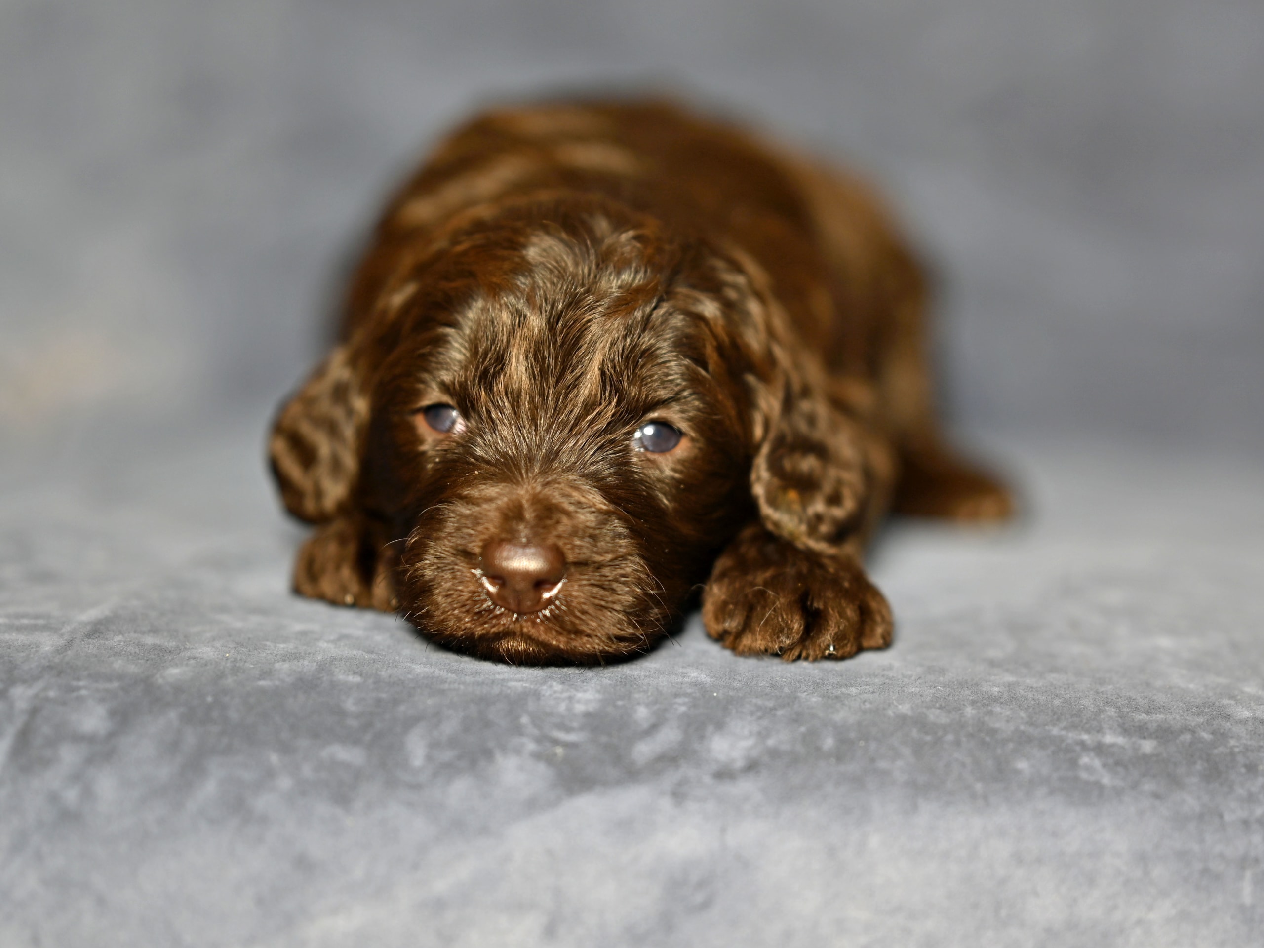 Labradoodle mini mellan ( Labrador / Pudel) · Gårdsjö · Devzdoodle