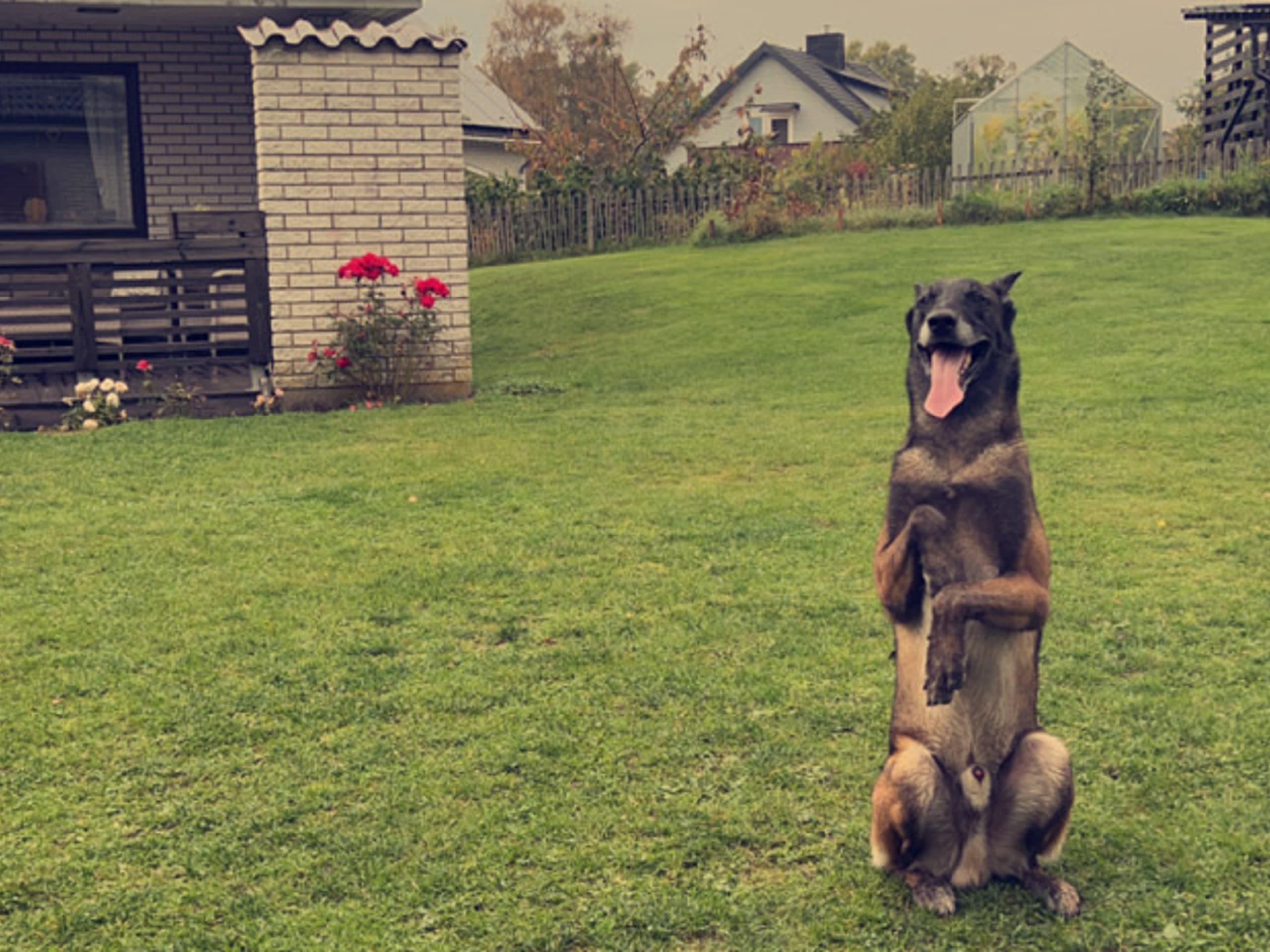 Belgisk fårehund, malinois