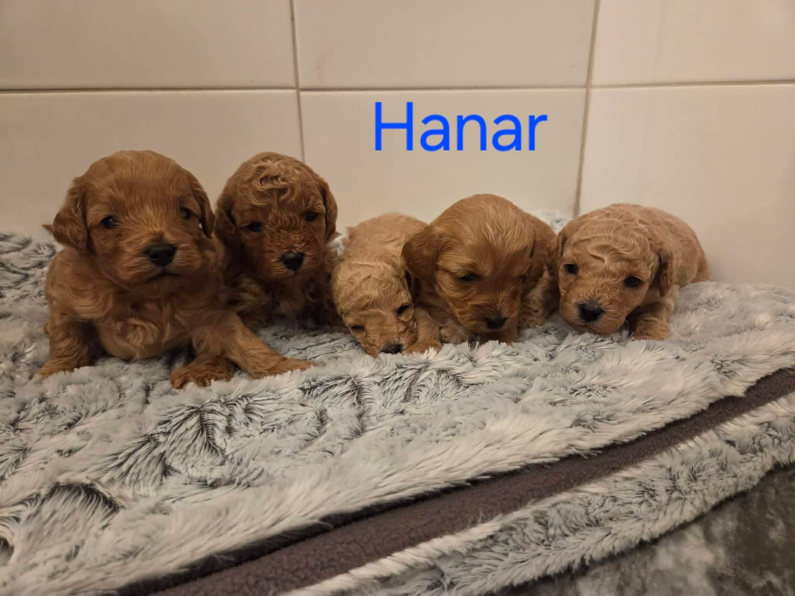 Cavapoo