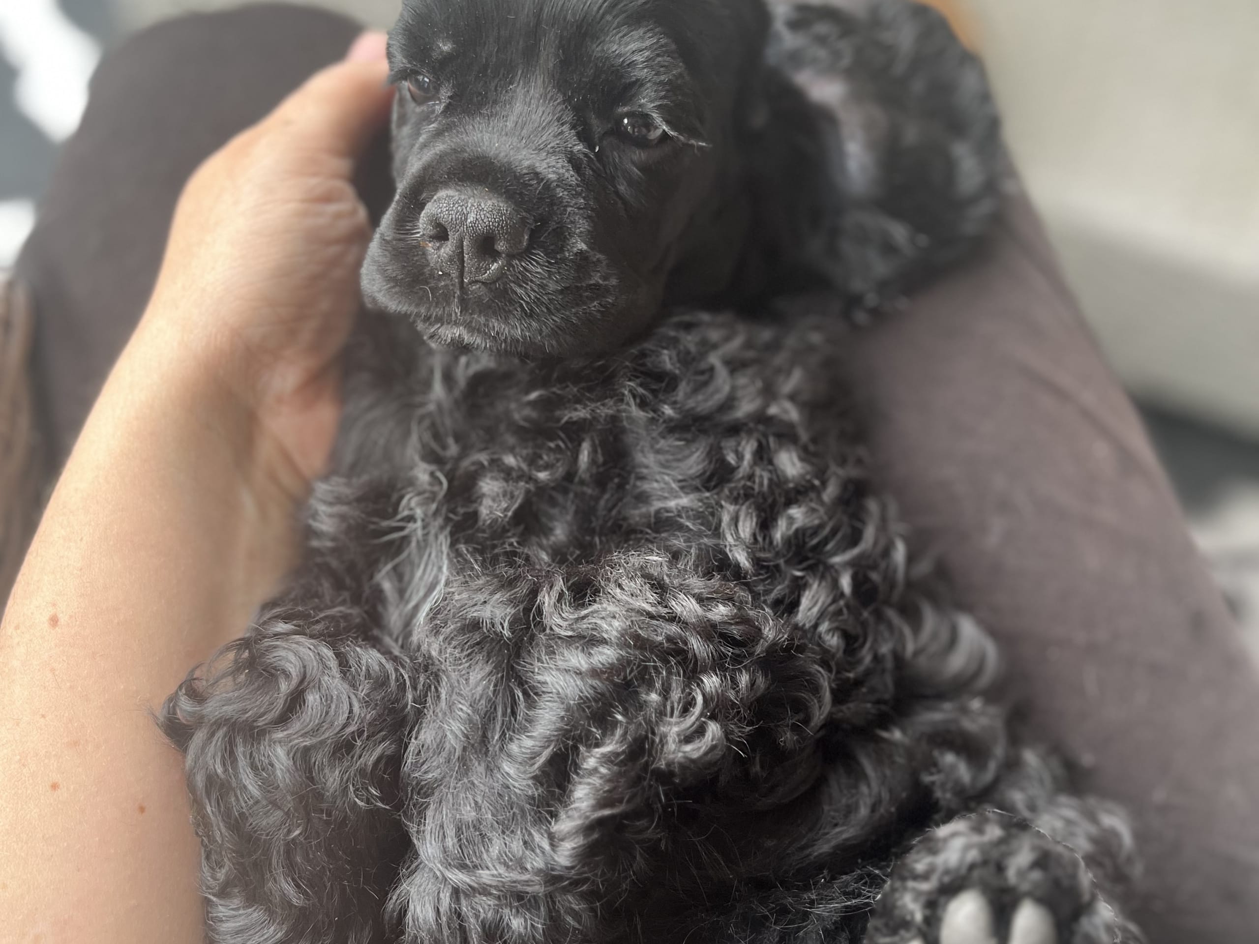 American Cocker Spaniel · Järfälla · LillaFröken