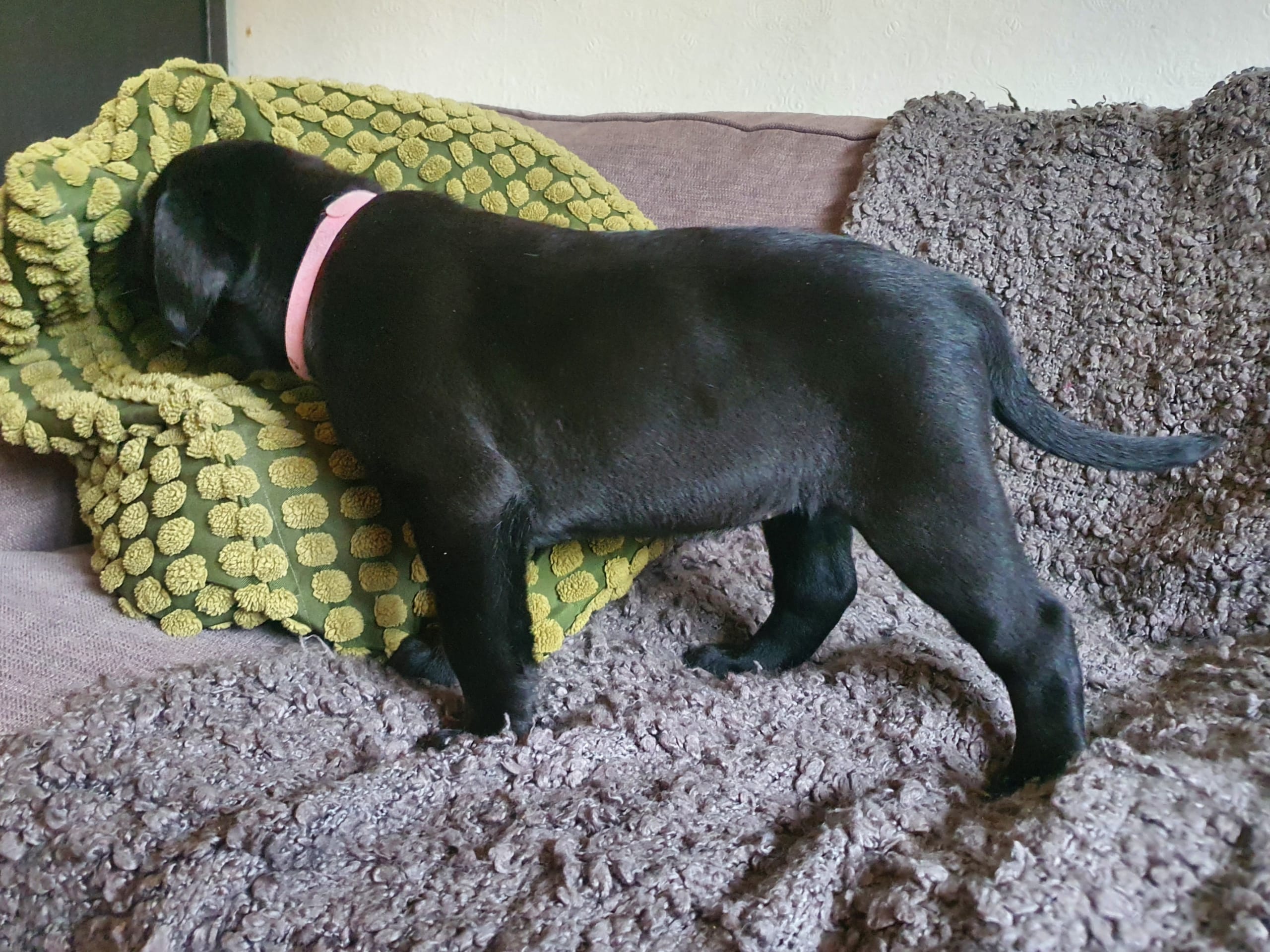Labrador Retriever · Kågeröd · Johan F.