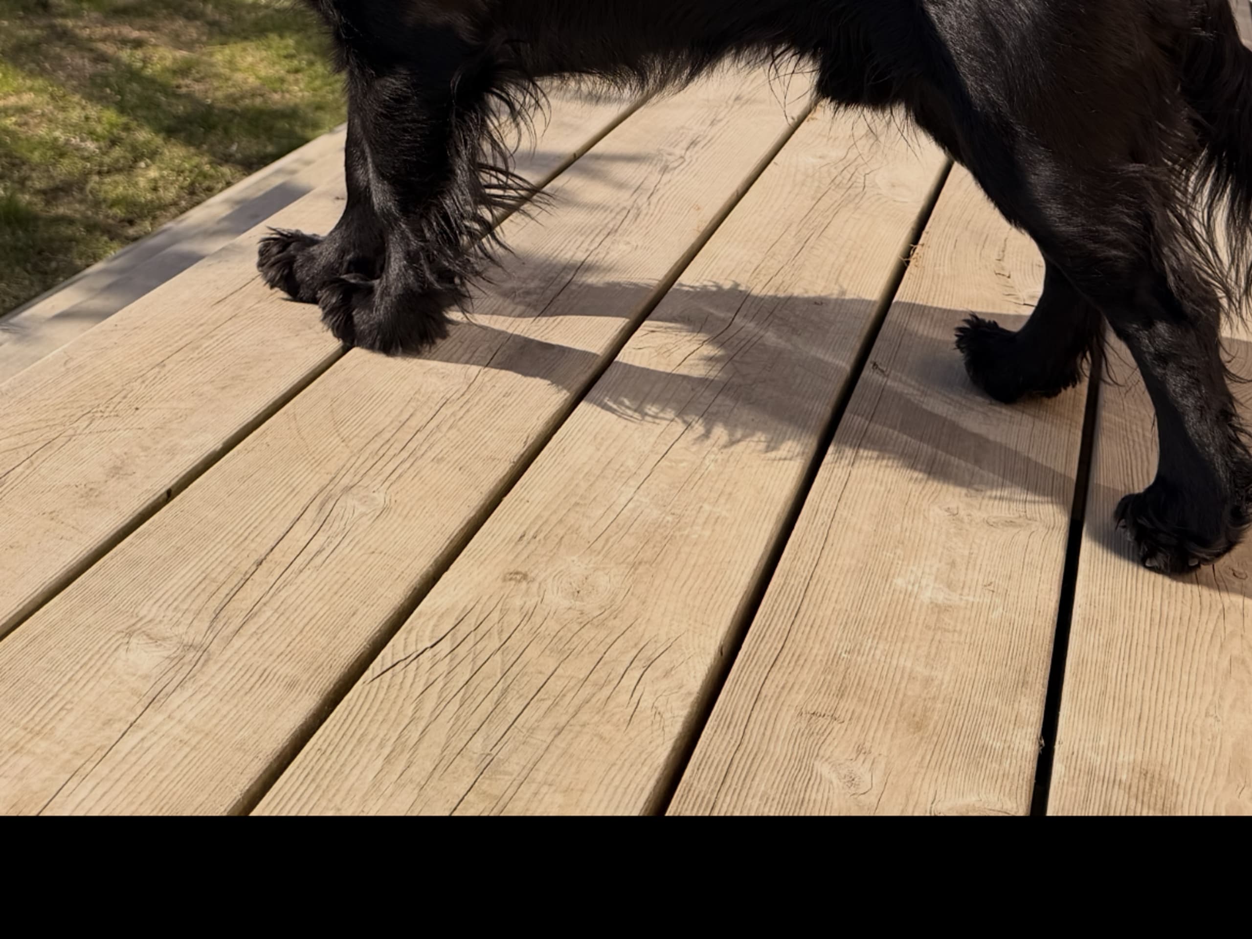 Cocker spaniel