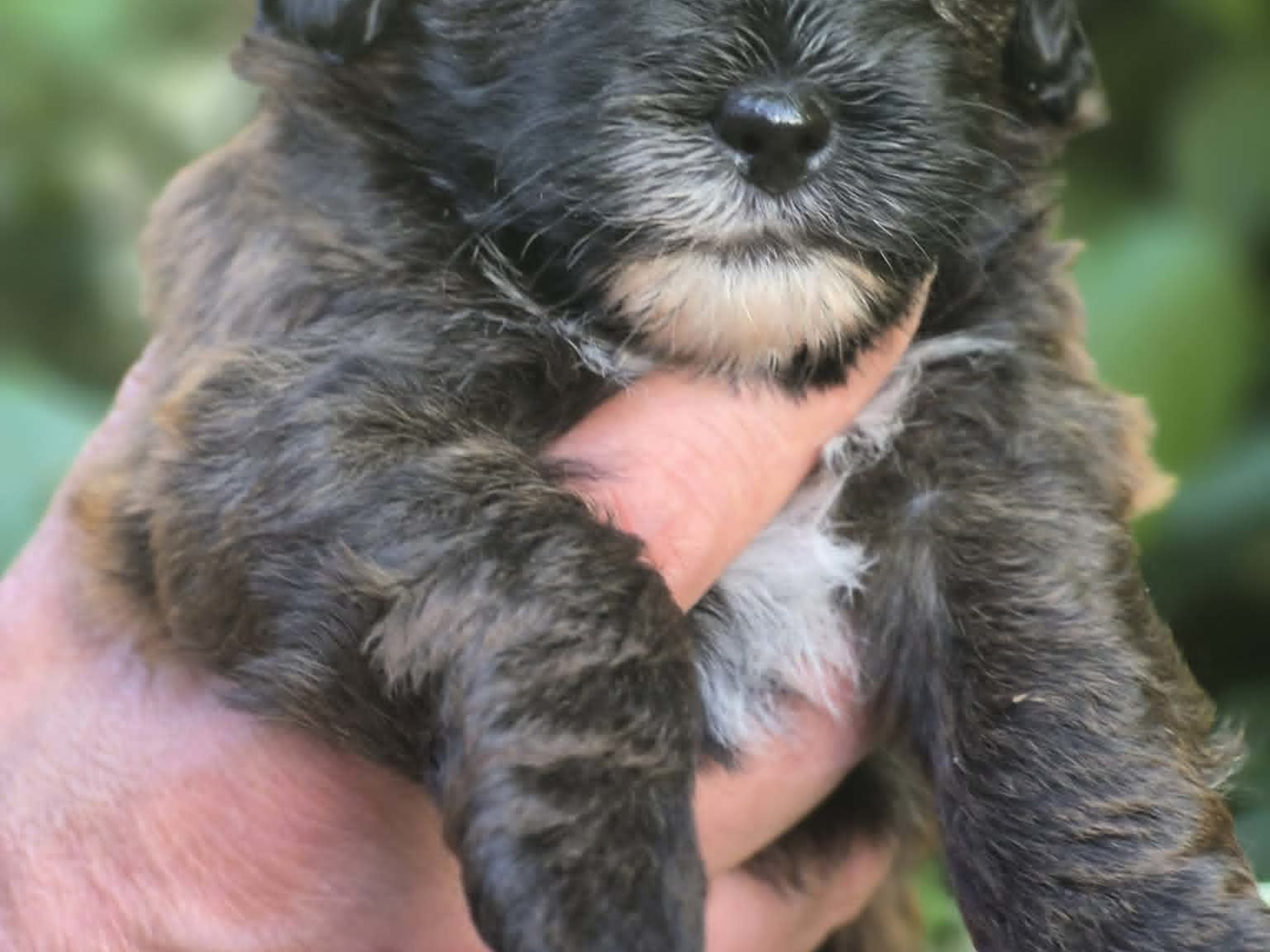 Shihpoo · Sköldinge · Shihpoo