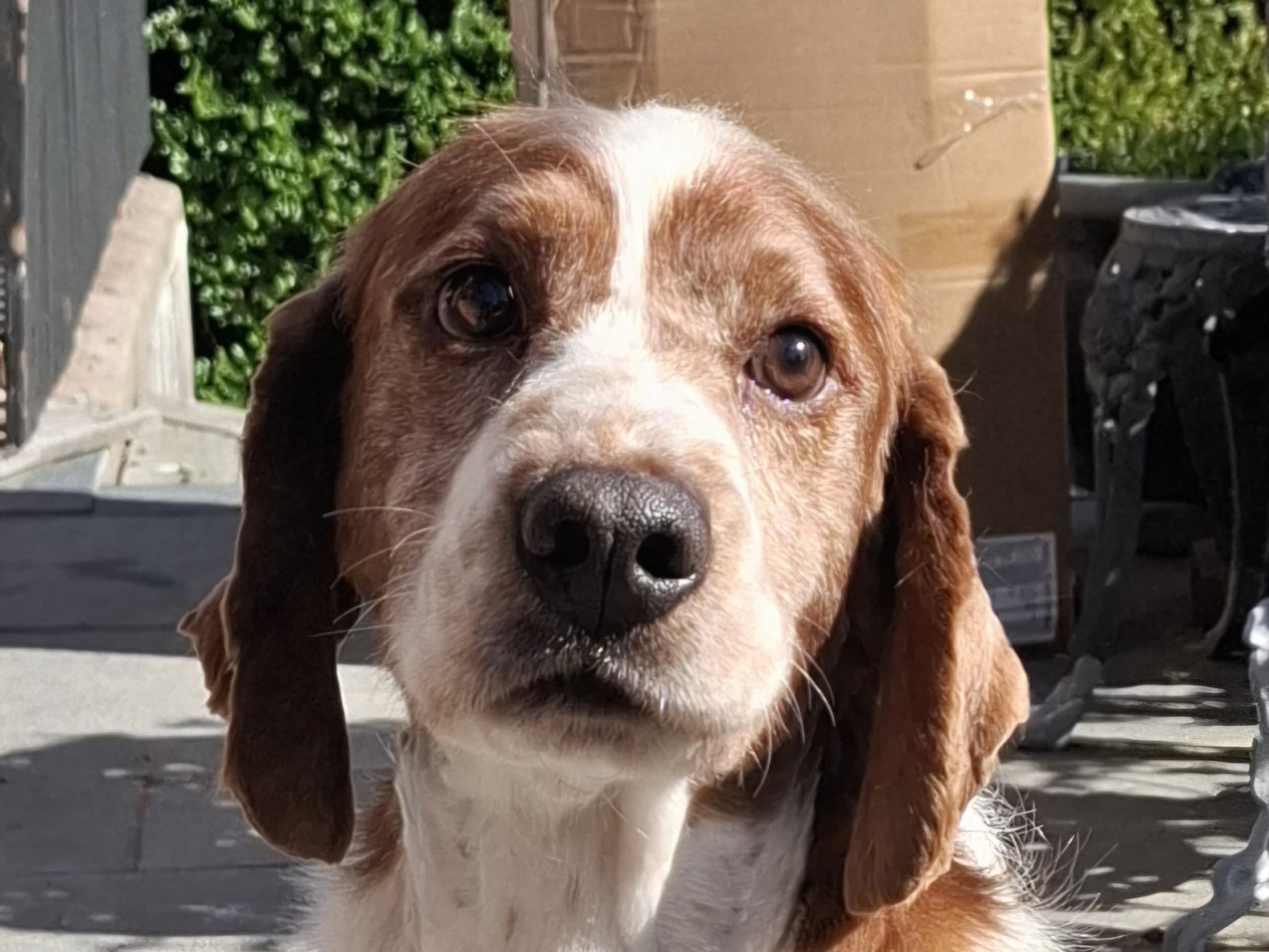 Welsh springer spaniel