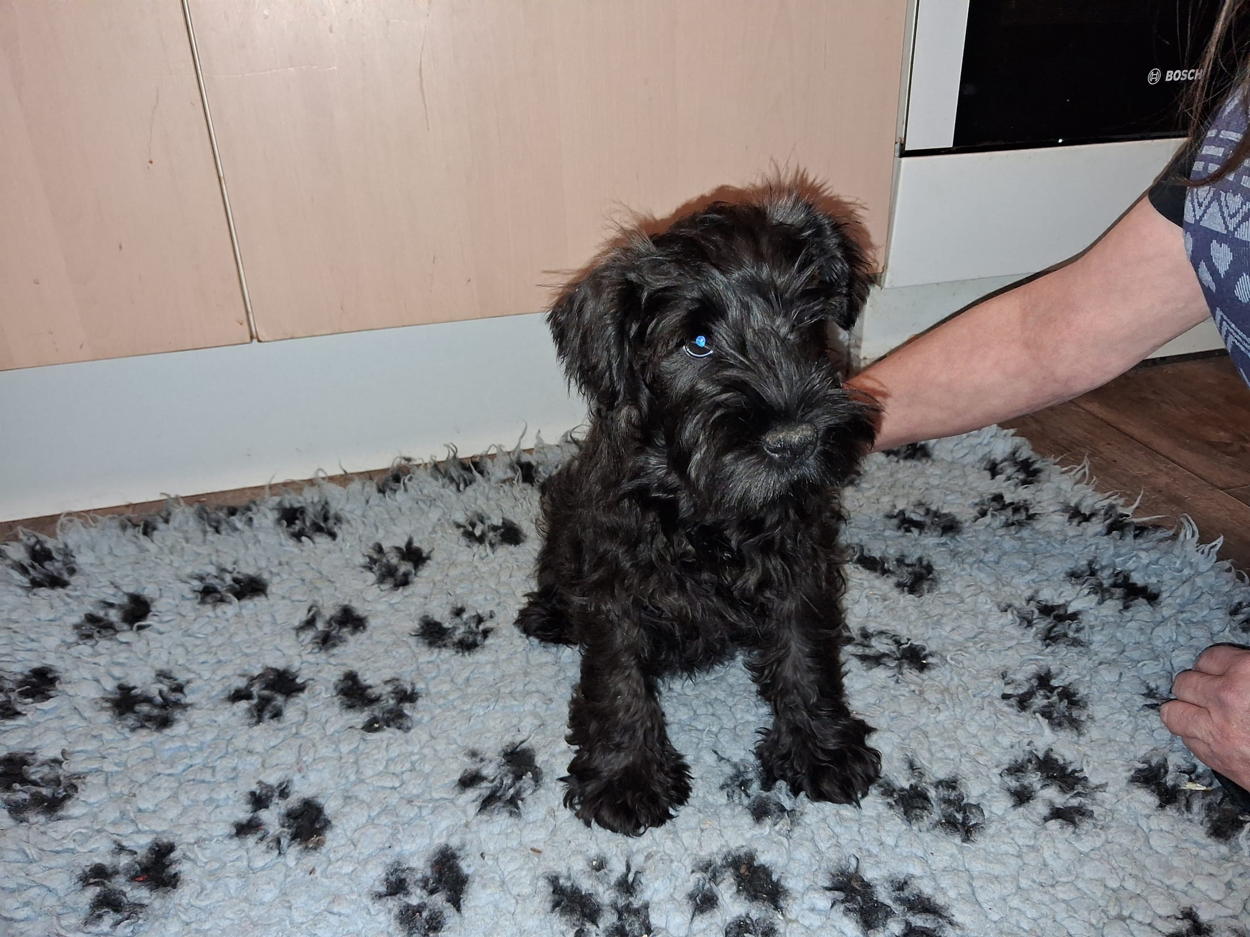 Dvärgschnauzer