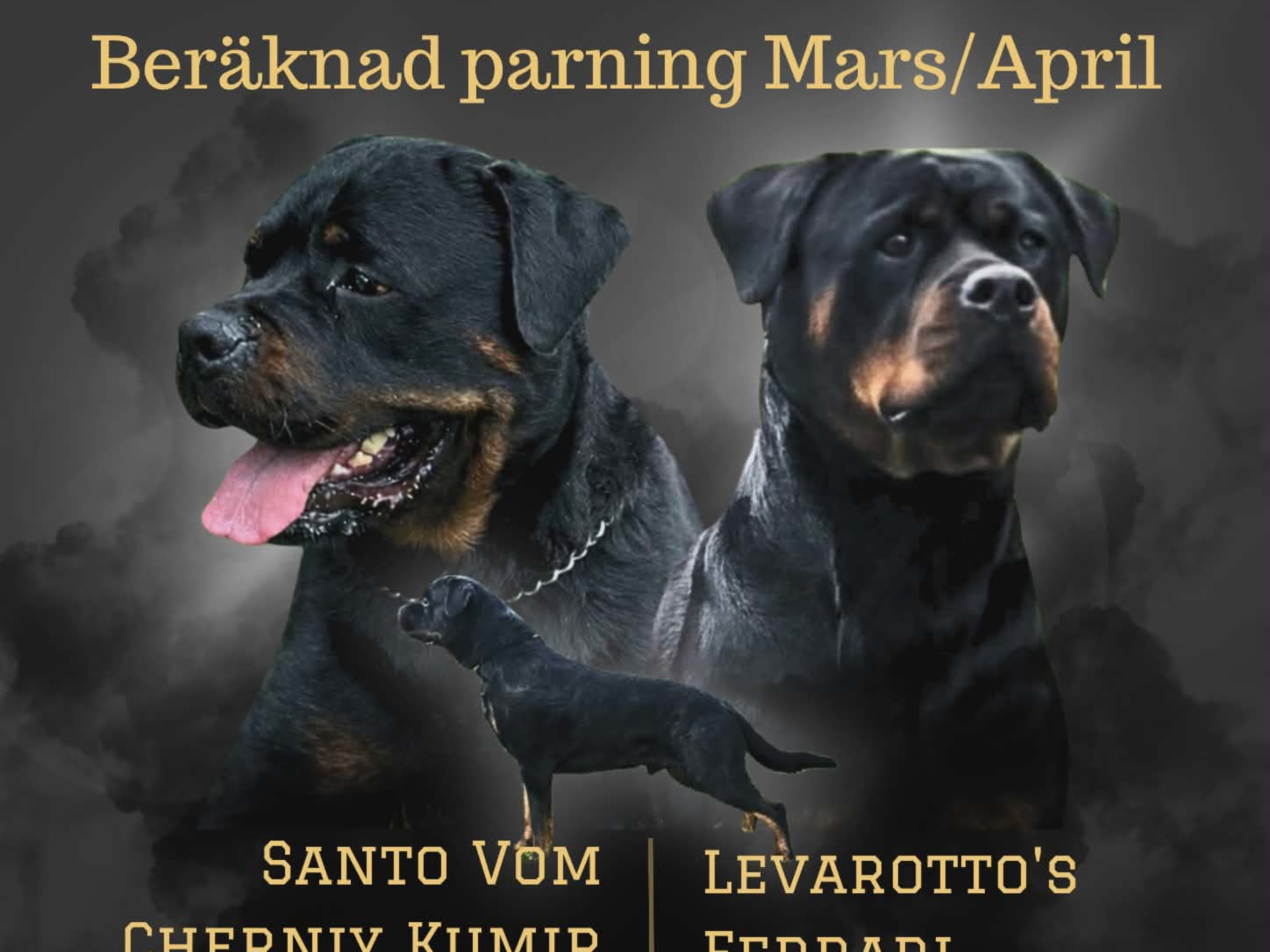 Rottweiler · Olofstorp · Levarotto's kennel