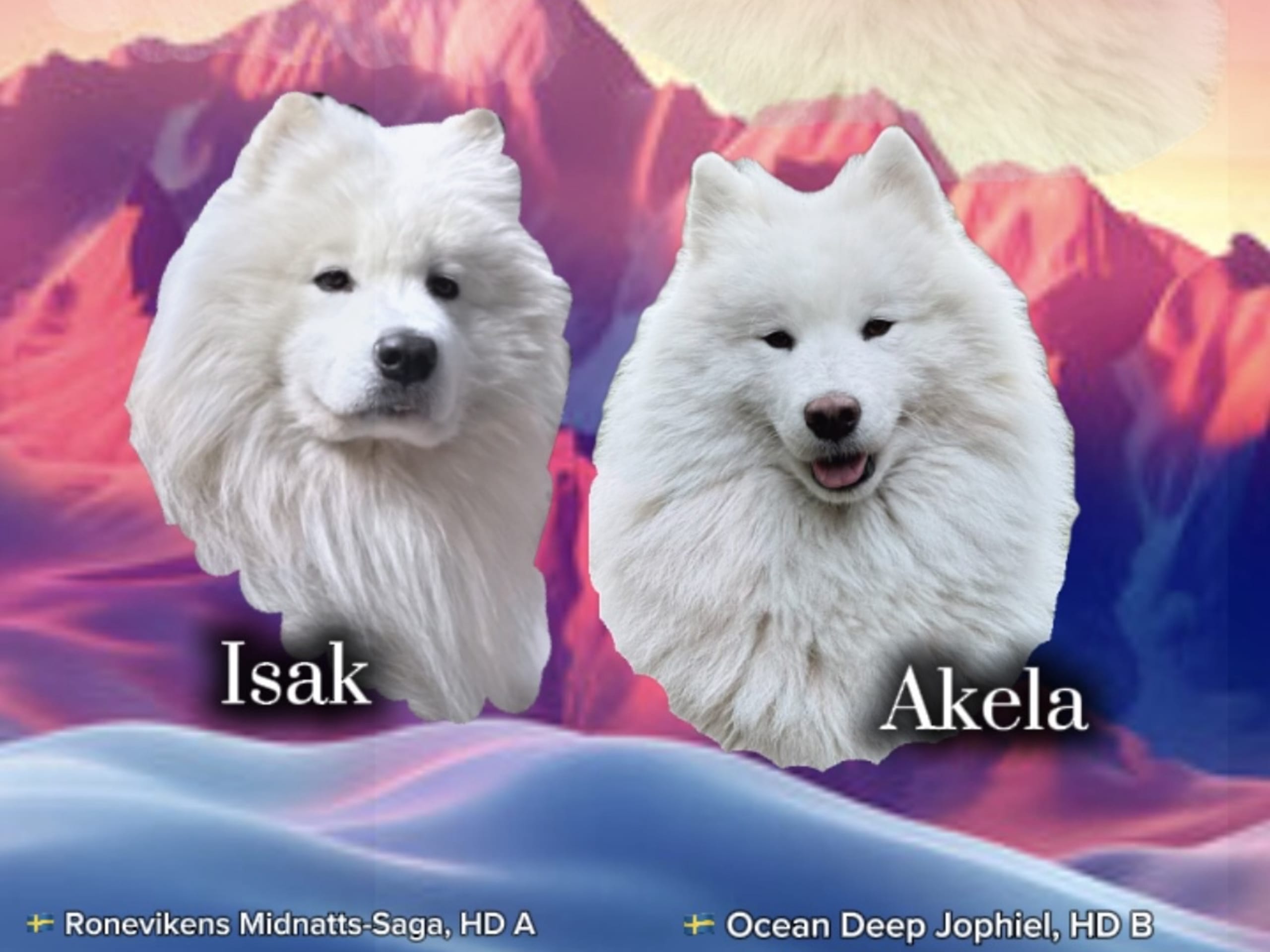 Samojedhund